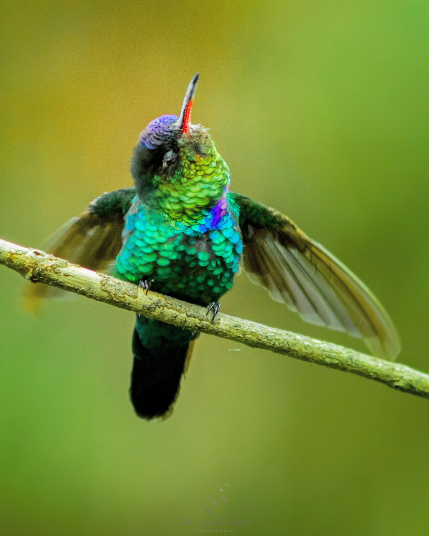 Canon EF 300mm F4L IS USM sample photo. I have lots of reasons to keep loving nature ... one of them, this bird; fiery throated hummingbird photography