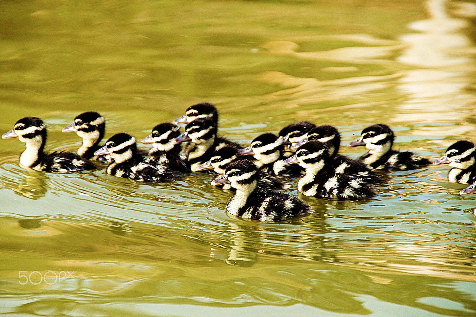 Sony DT 18-250mm F3.5-6.3 sample photo. Piscingos photography