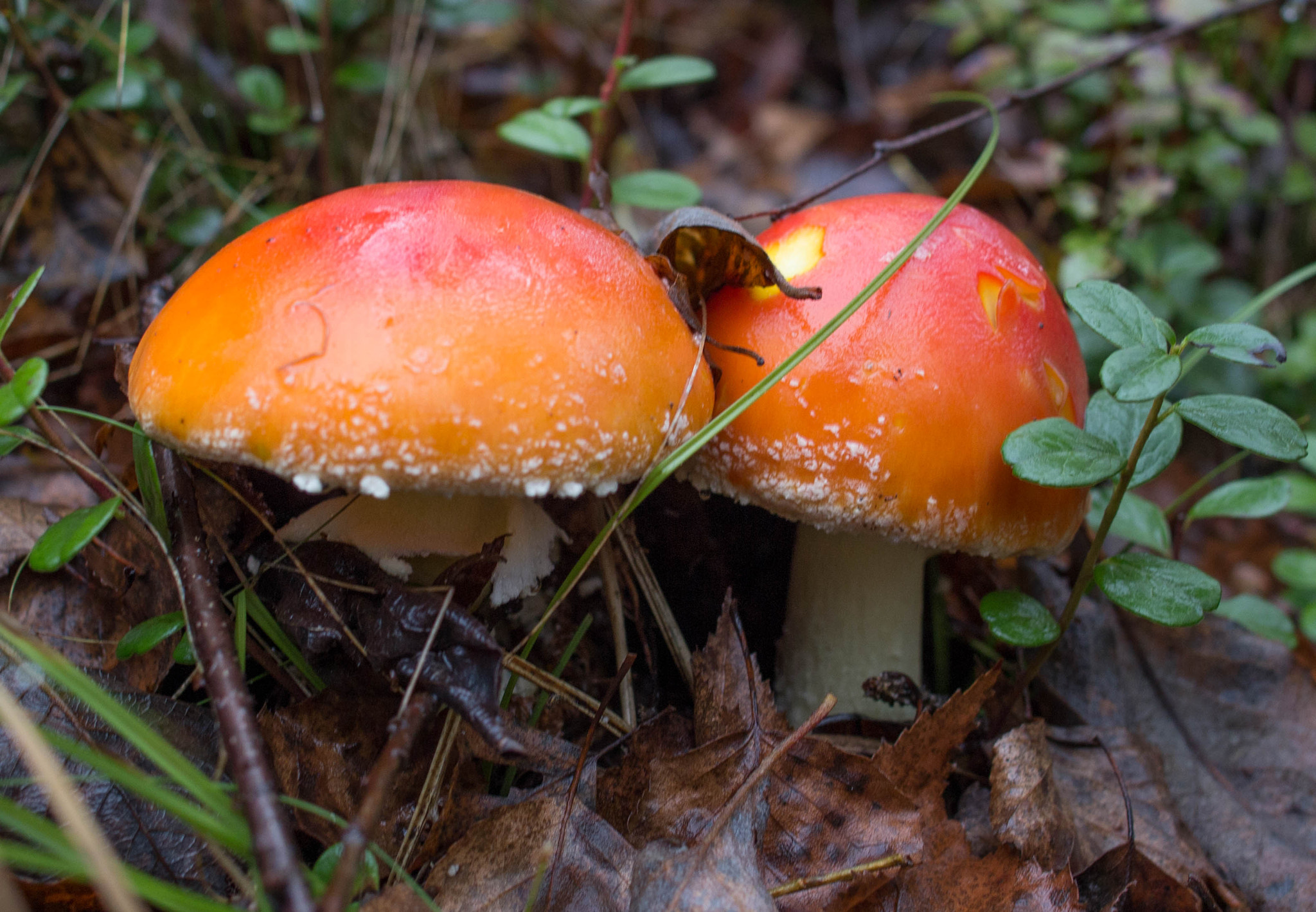 Canon EF 24mm F2.8 IS USM sample photo. Amanitas photography