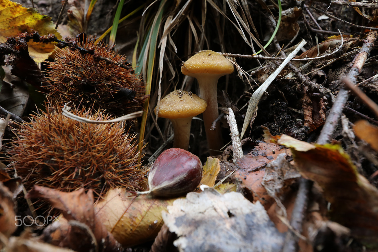Canon EOS 760D (EOS Rebel T6s / EOS 8000D) sample photo. Sapori del sottobosco photography