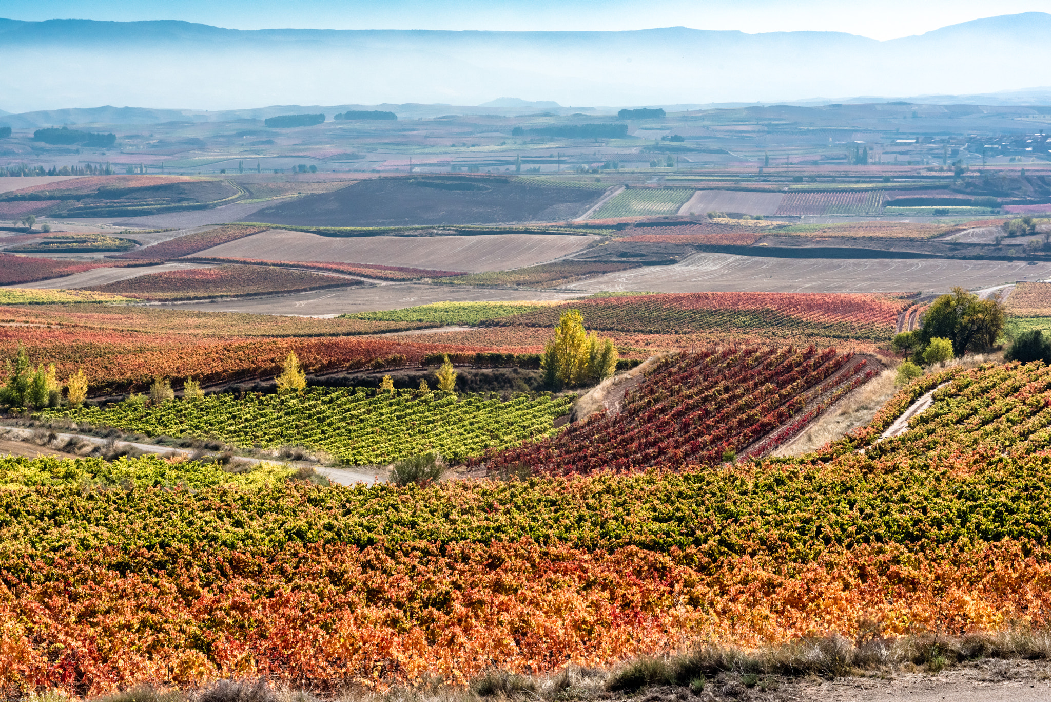 Sigma 24-70mm F2.8 EX DG Macro sample photo. La rioja - espana - vines photography