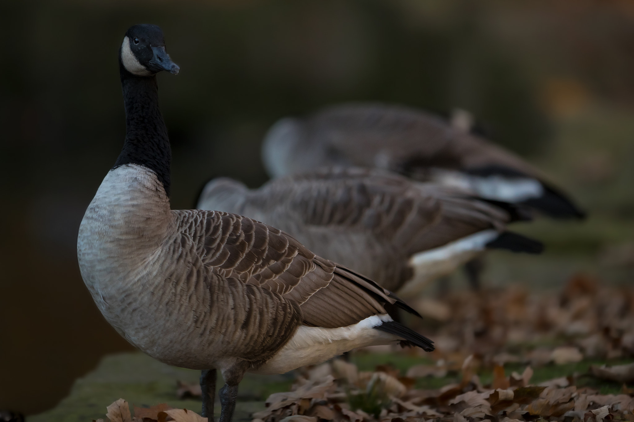 Canon EF 400mm F2.8L IS II USM sample photo. Canada goose...... photography