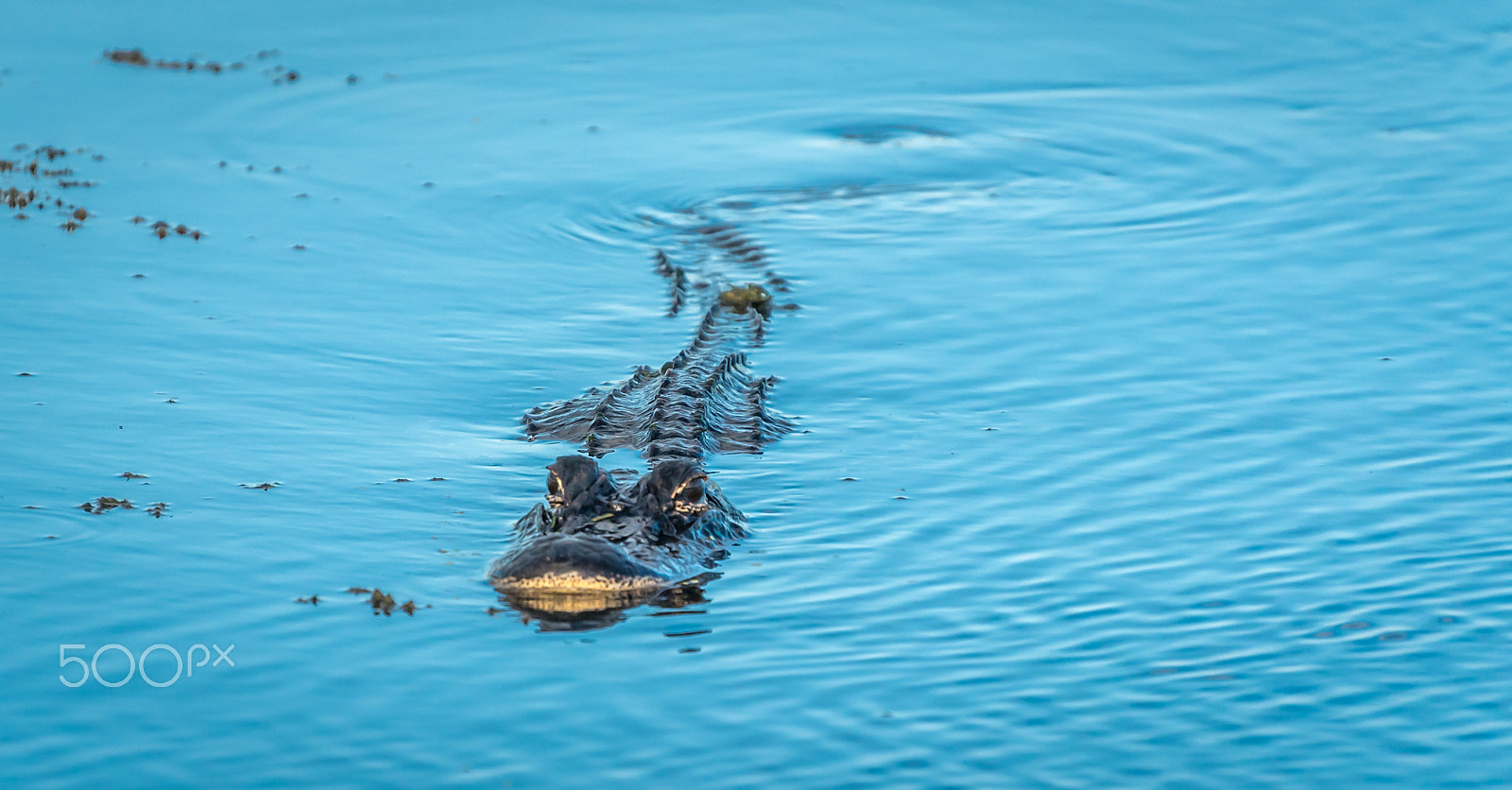 Sigma 50-500mm F4-6.3 EX APO RF HSM sample photo. Lurking for you photography