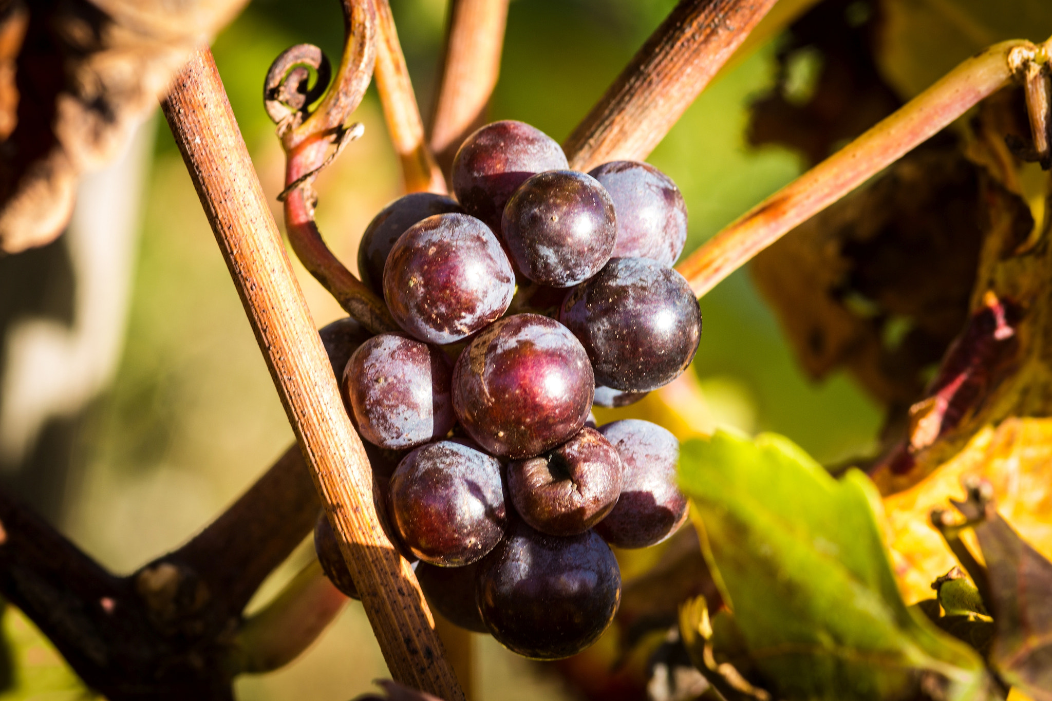 Canon EOS 70D + Sigma 105mm F2.8 EX DG Macro sample photo. Ripe grapes photography