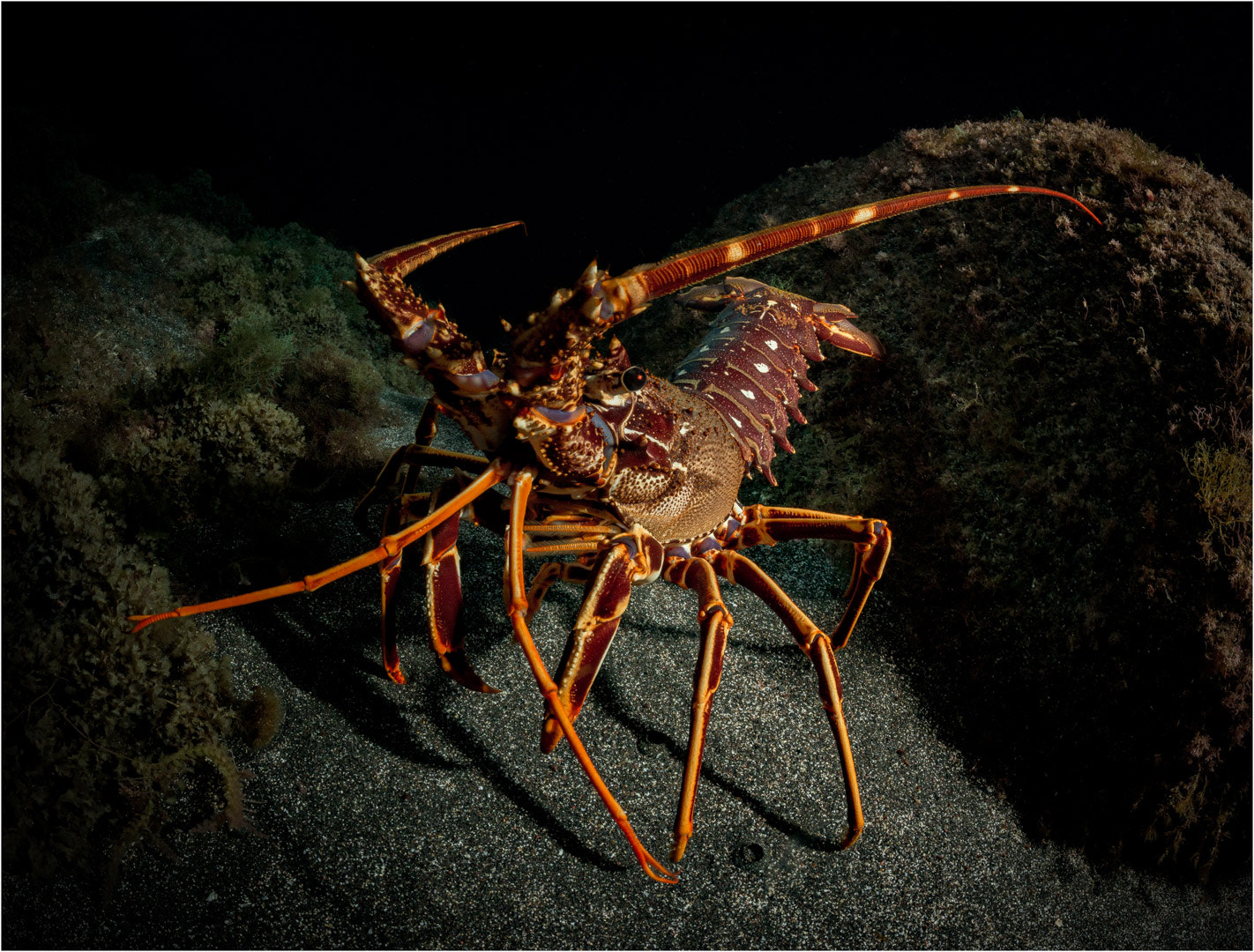 Nikon D800E + Nikon AF Fisheye-Nikkor 16mm F2.8D sample photo. Spiny lobster at night photography