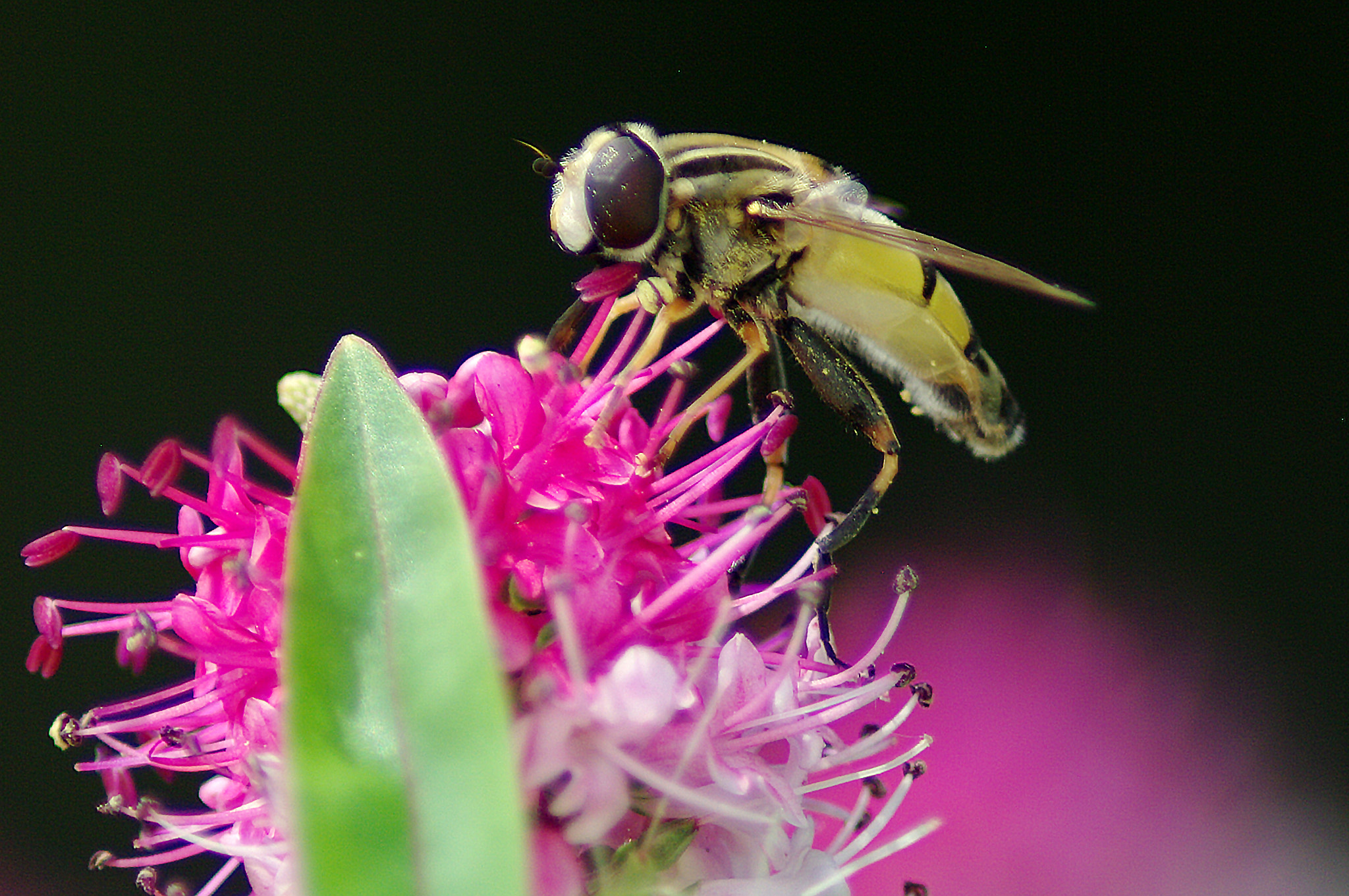 Pentax K20D + Tamron AF 70-300mm F4-5.6 Di LD Macro sample photo. Le syrphe photography