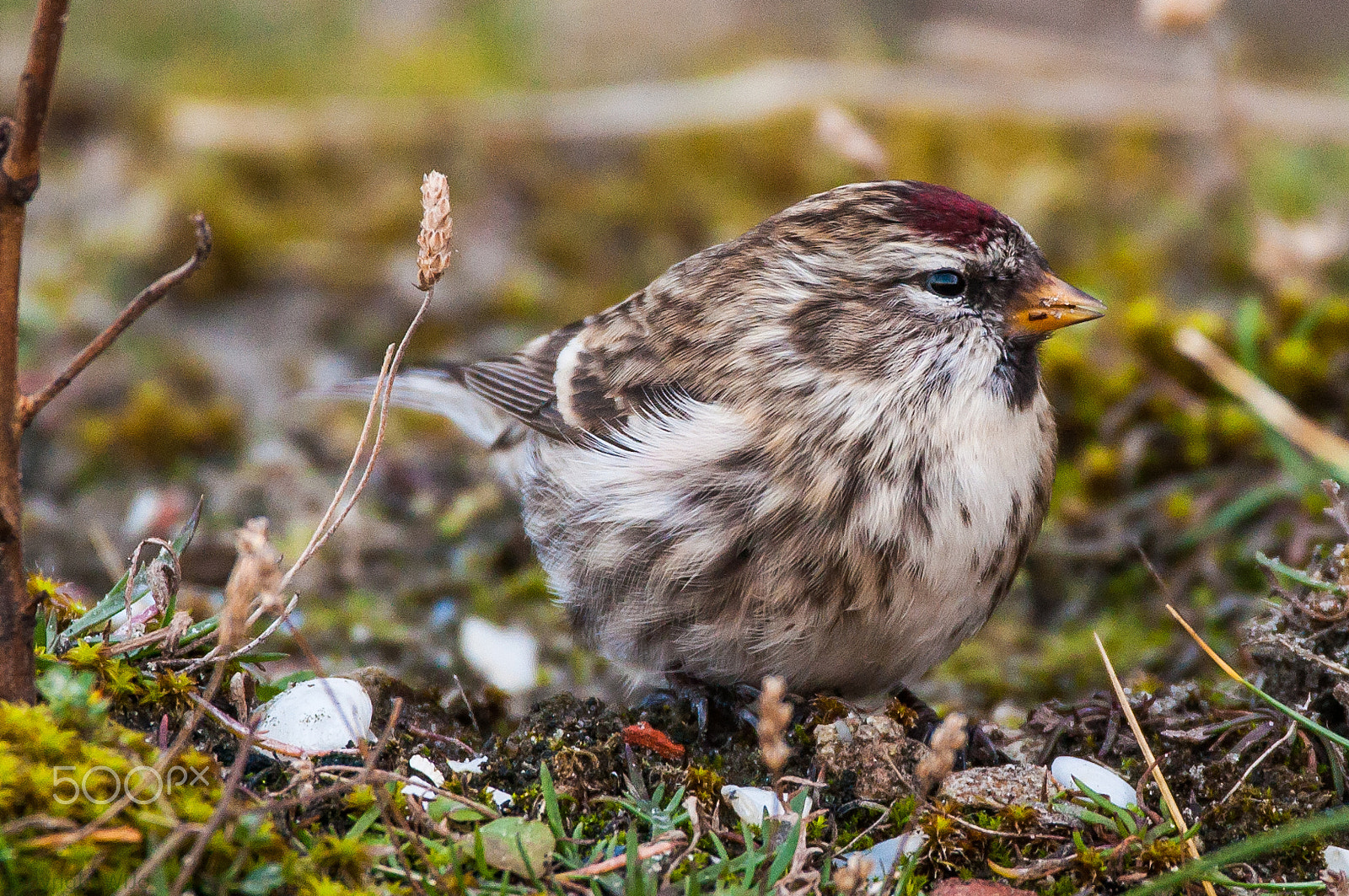 Sigma 150-600mm F5-6.3 DG OS HSM | C sample photo. Mealy redpoll / grote barmsijs photography