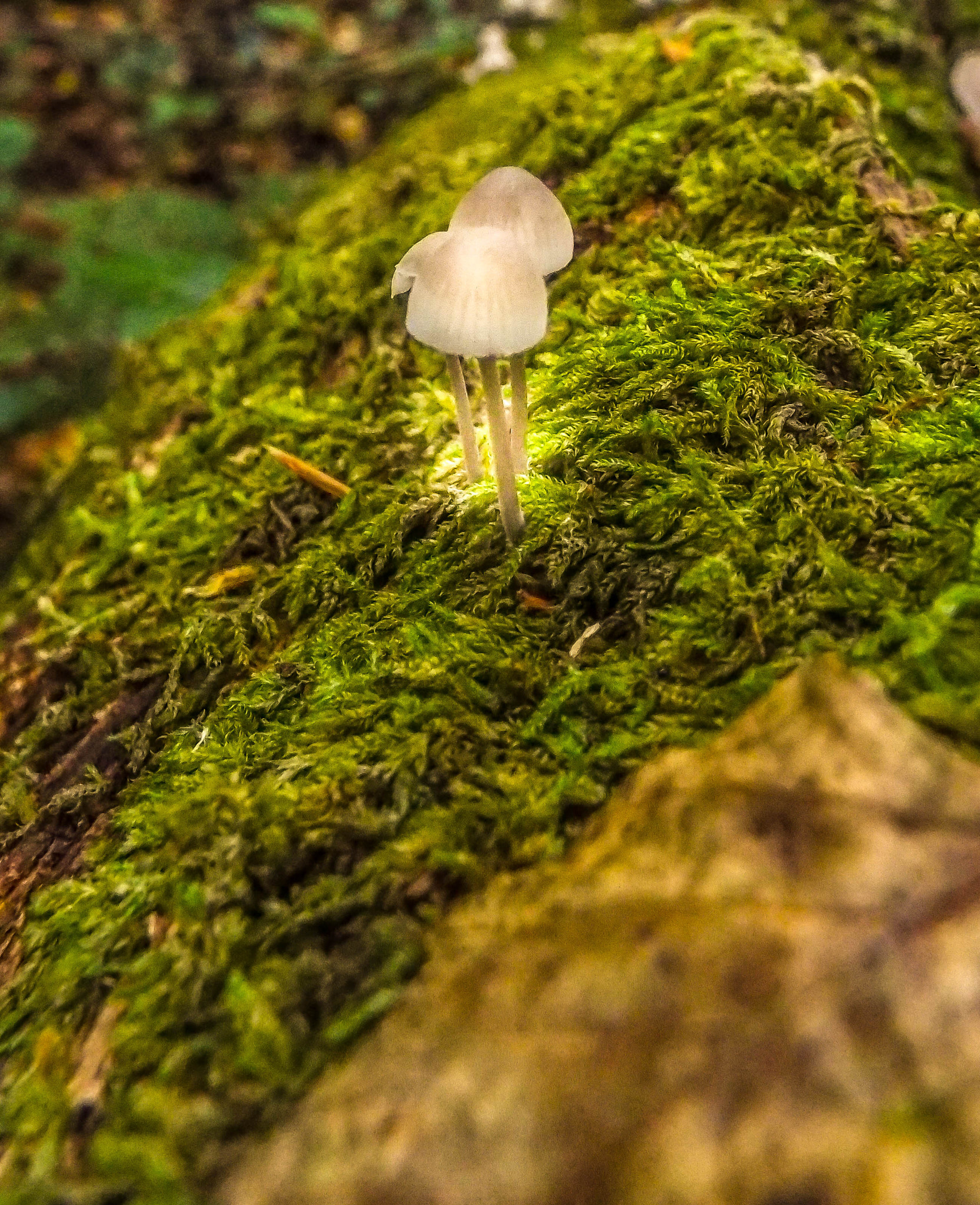 Fujifilm FinePix S8200 sample photo. Tiny fungi lamps photography