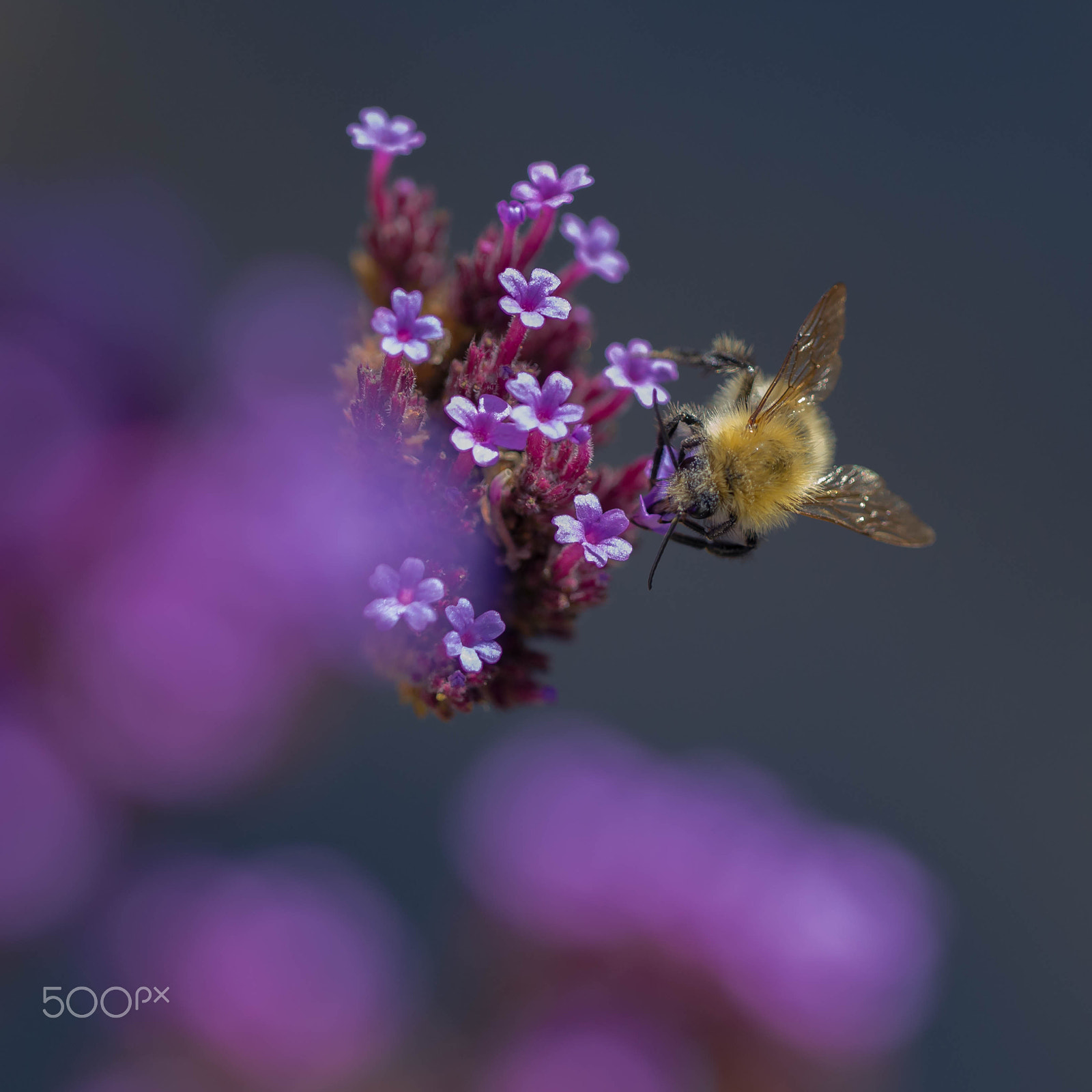 Nikon D7000 sample photo. Bumblebee photography