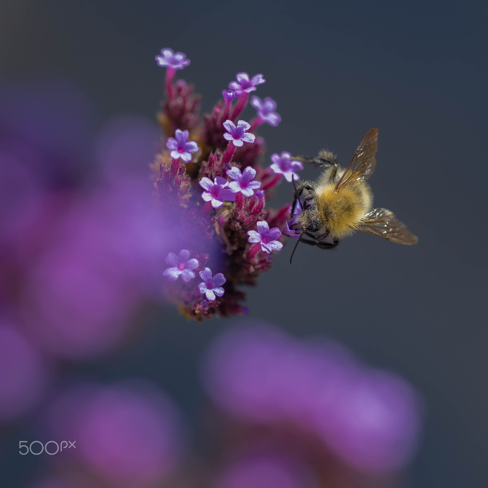 Sigma 150mm F2.8 EX DG OS Macro HSM sample photo. Bumblebee photography
