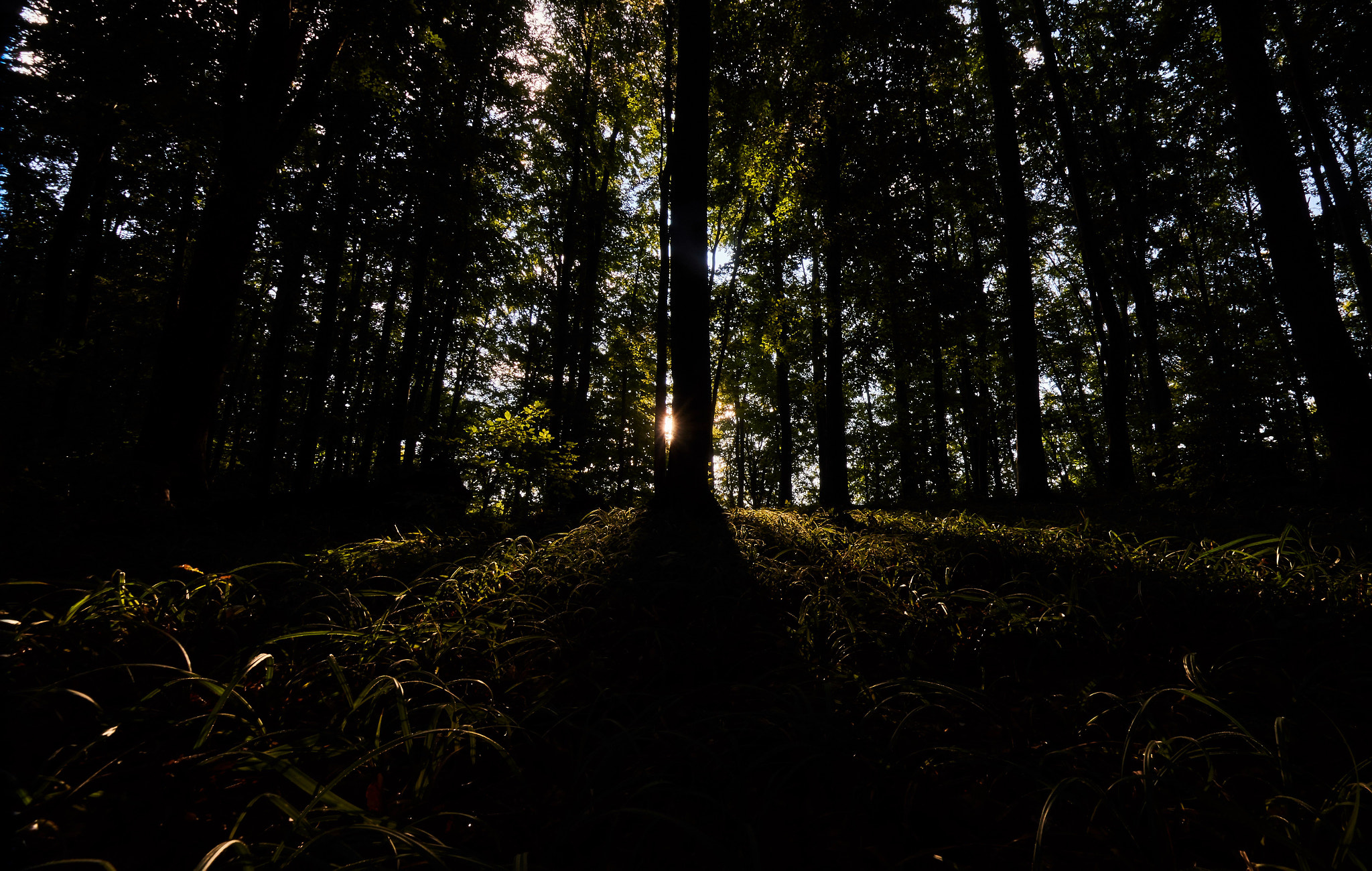 Sony SLT-A58 + 10-20mm F3.5 sample photo. Forest awakening photography