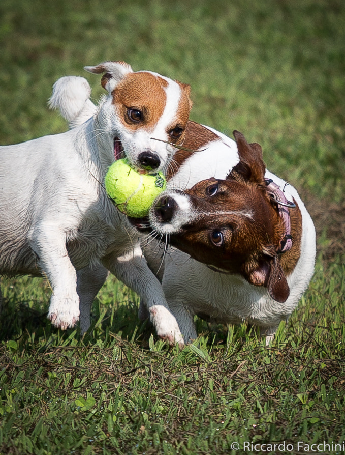 Canon EF 70-200mm F4L IS USM sample photo. Agility and fun... not work, just fun photography