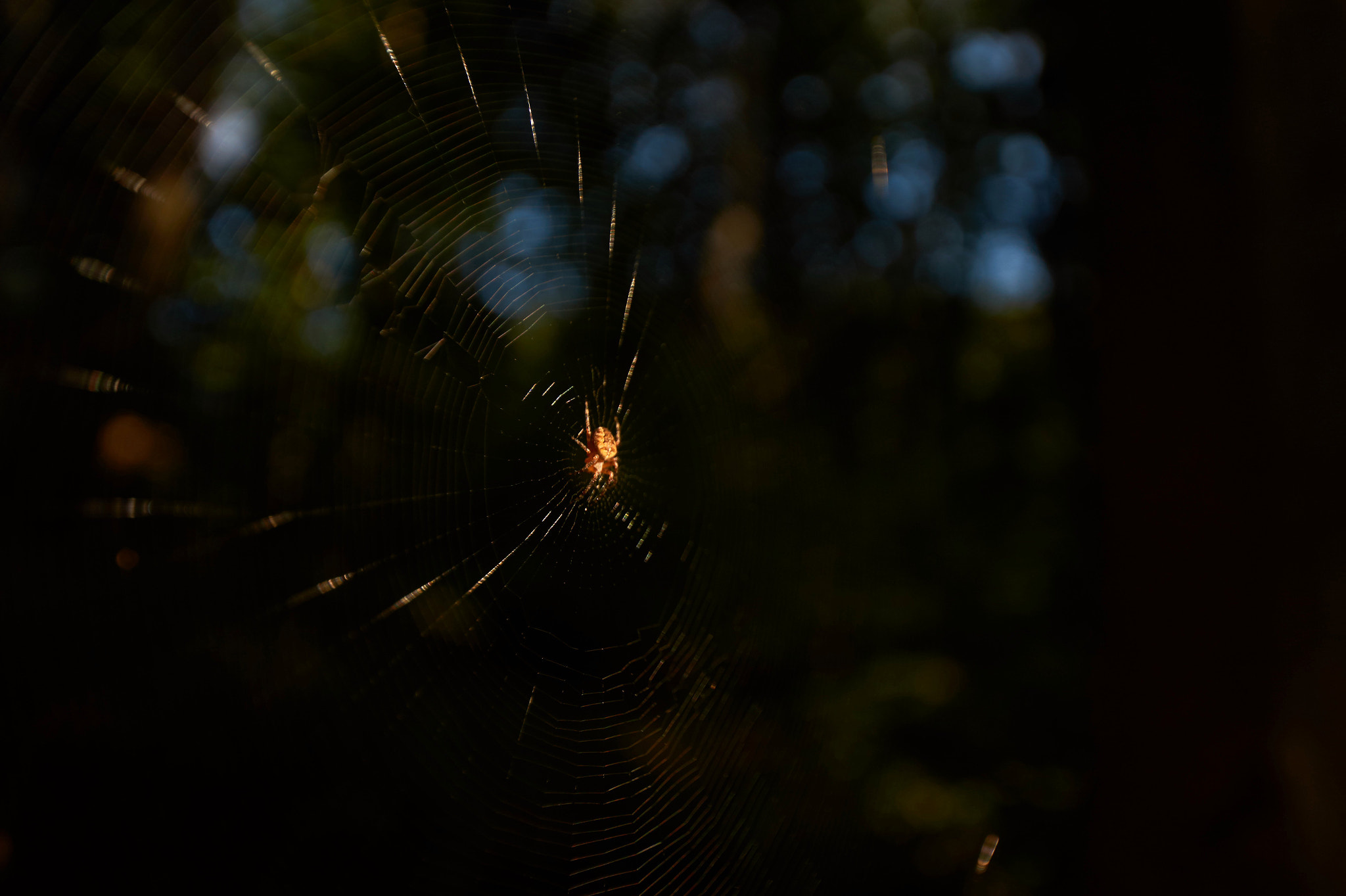 Sony SLT-A58 + 10-20mm F3.5 sample photo. Forest life photography