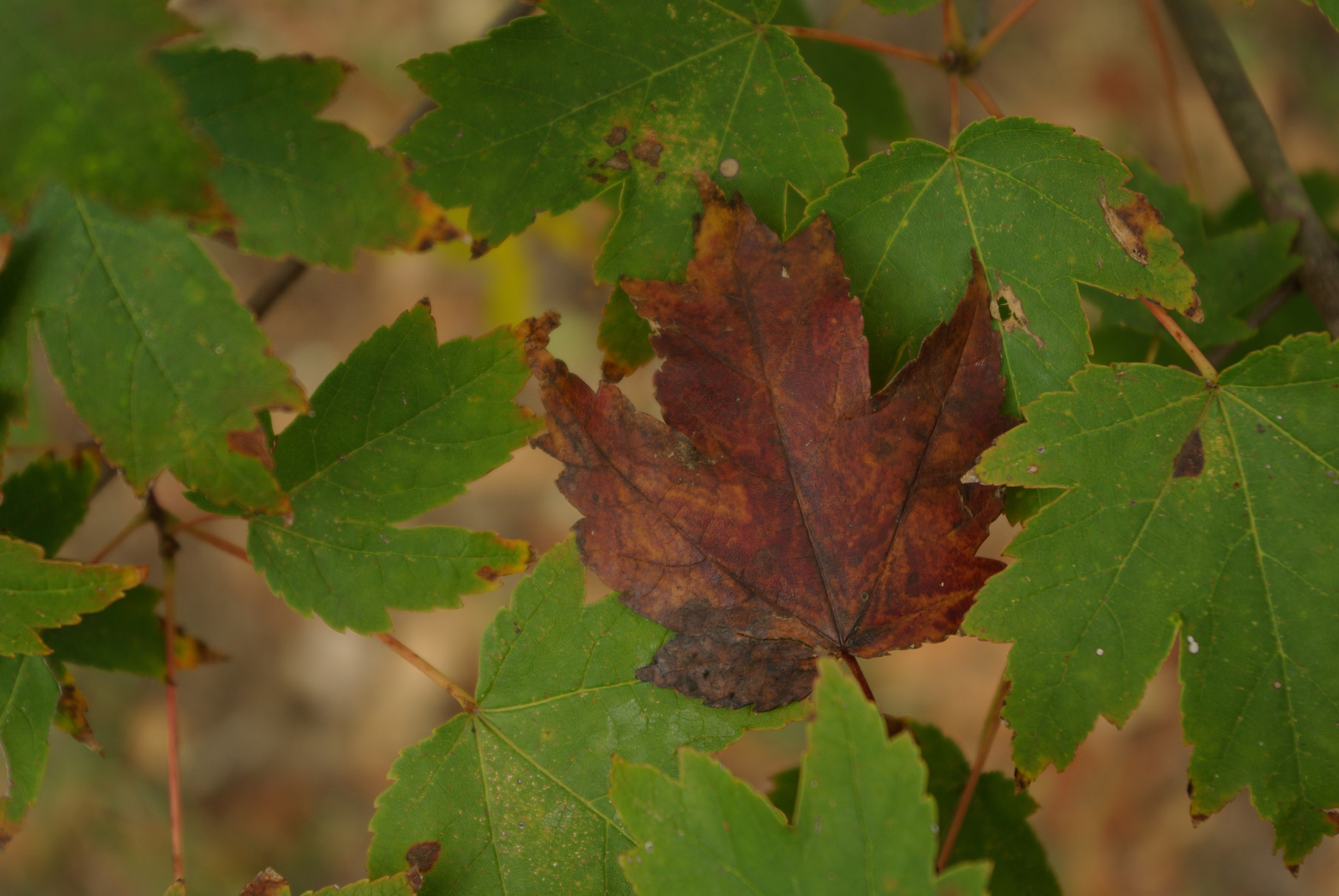 Pentax K10D sample photo. Red maple photography