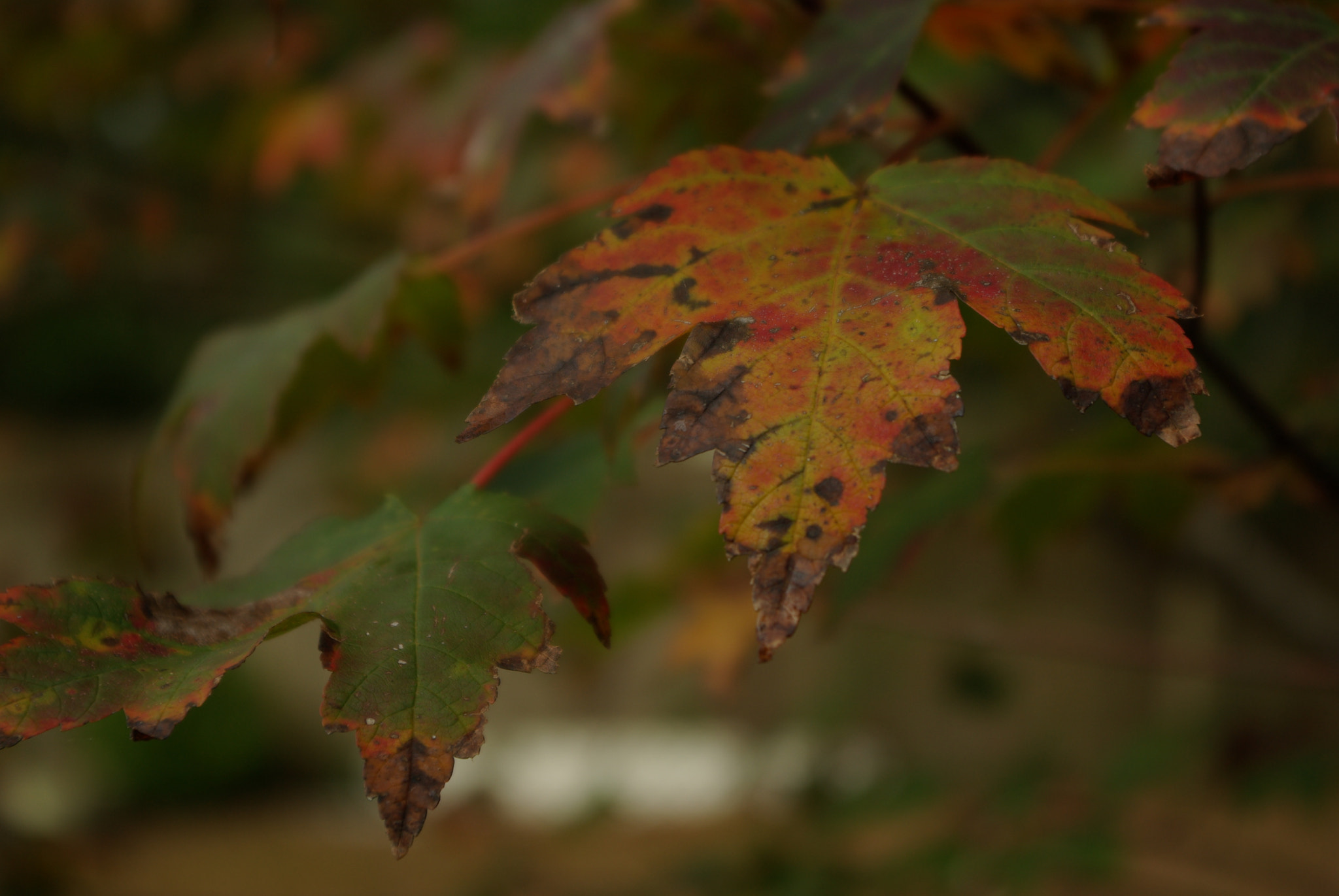 Pentax K10D sample photo. Red maple photography