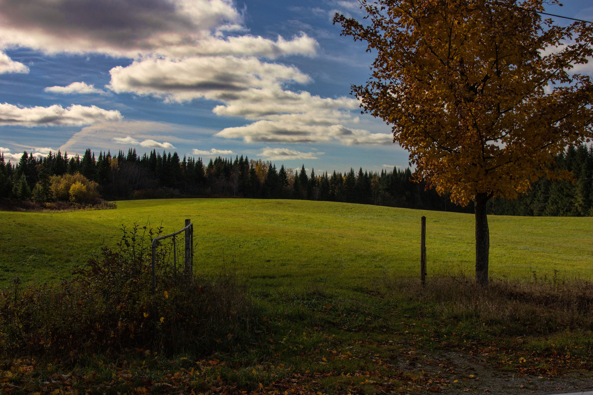 Sigma 18-250mm F3.5-6.3 DC OS HSM sample photo. Welcoming fall photography