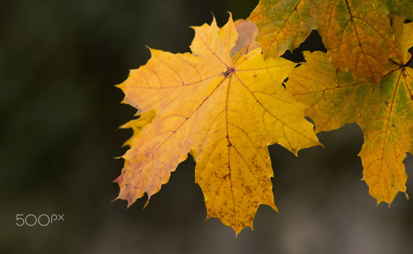 Nikon D3200 sample photo. Leafs photography