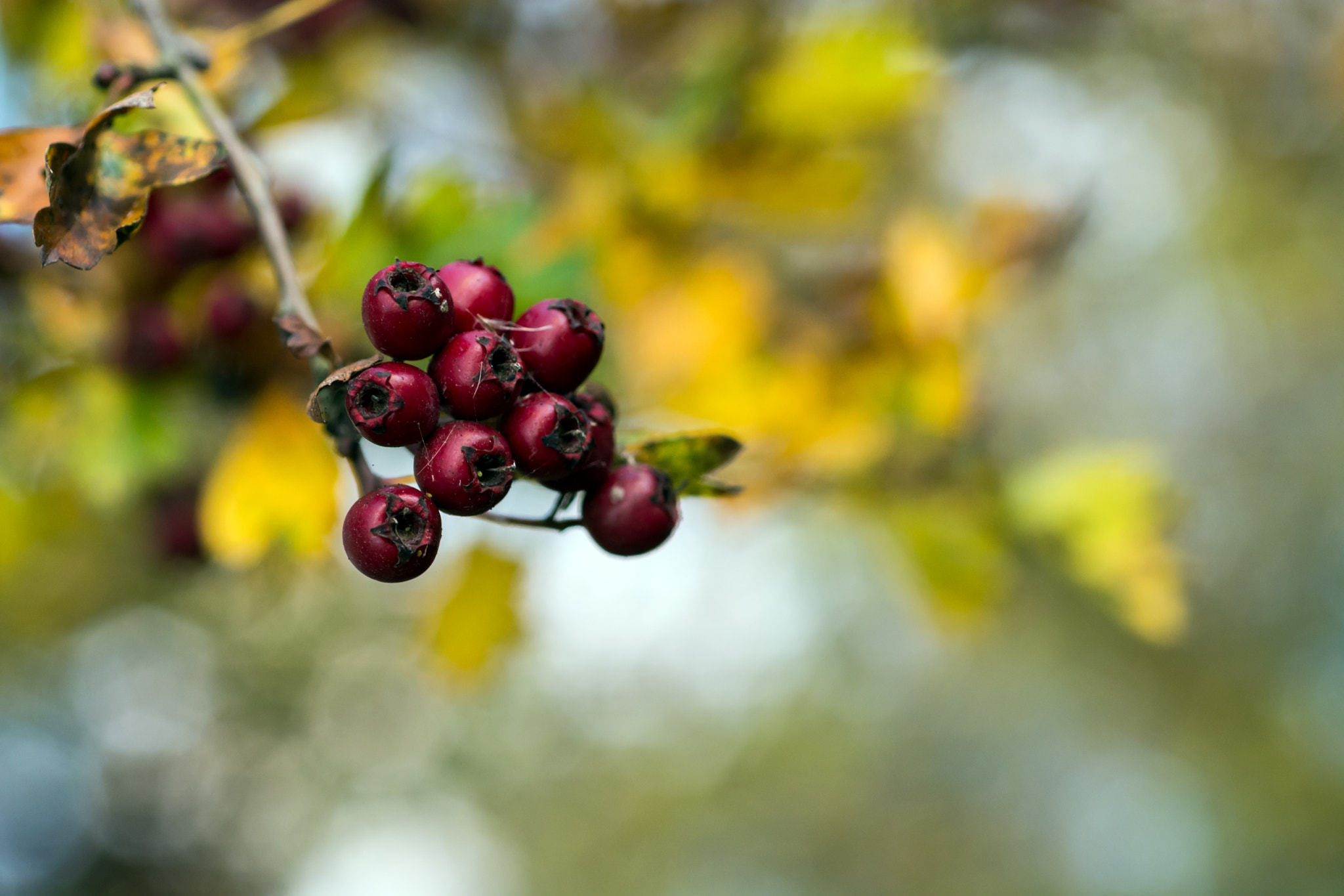 Nikon D7100 + AF Micro-Nikkor 60mm f/2.8 sample photo. Nature's bounty! photography