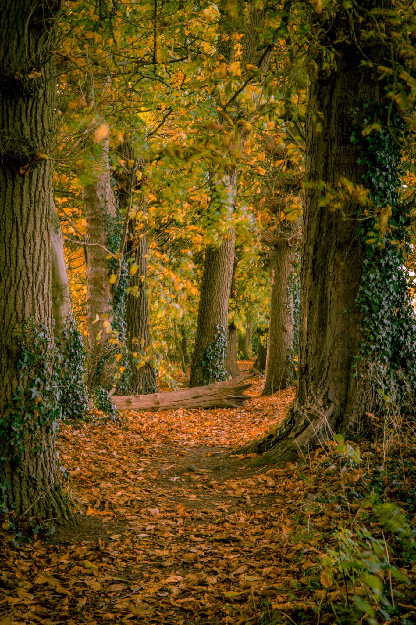 Sony a5100 + Sony E PZ 18-105mm F4 G OSS sample photo. Benningbrough hall woodland photography