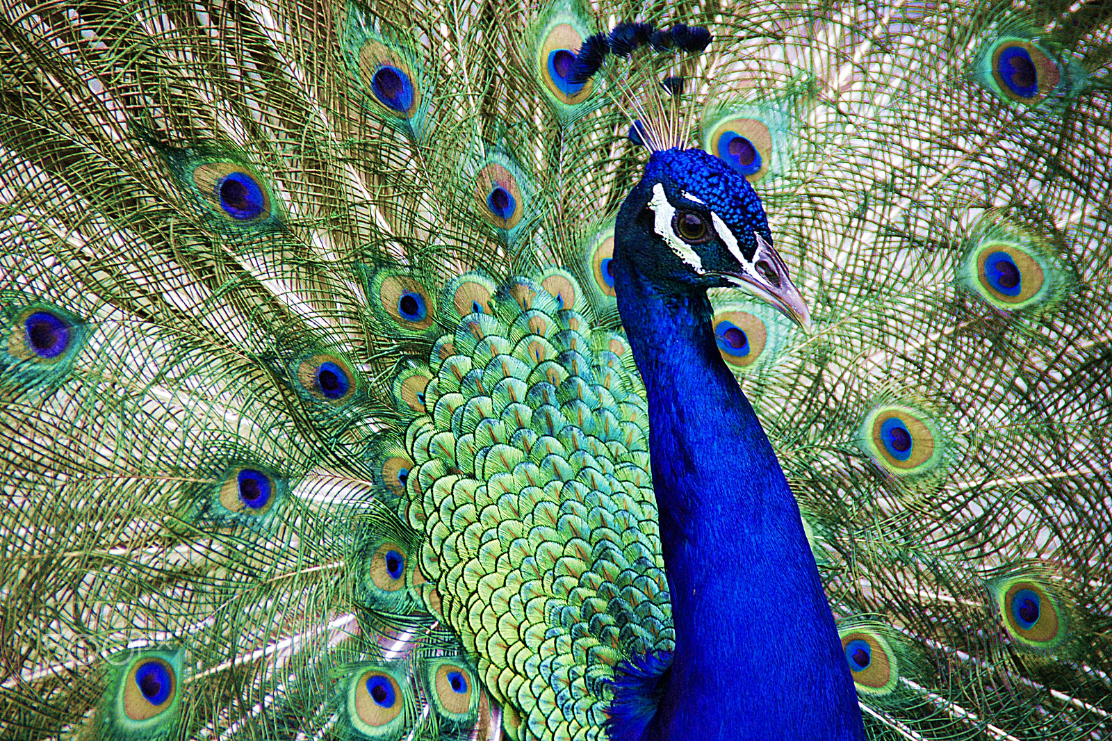 Sony DT 18-250mm F3.5-6.3 sample photo. Pavo real photography