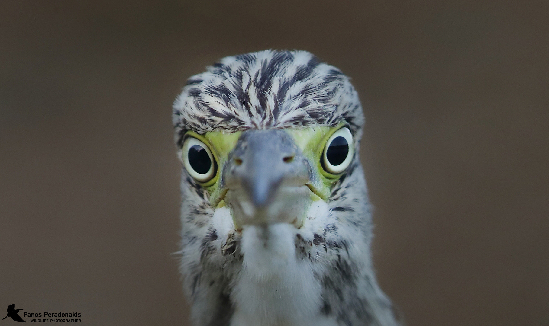 Canon EF 600mm F4L IS II USM sample photo. Img photography