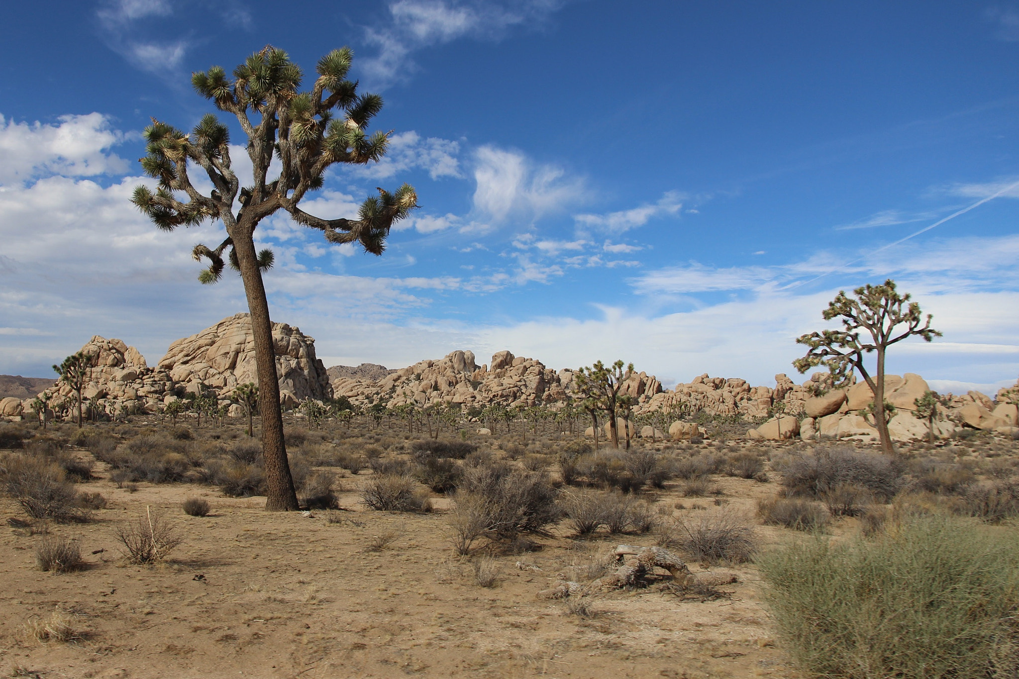 Canon EOS 600D (Rebel EOS T3i / EOS Kiss X5) sample photo. Joshua tree photography