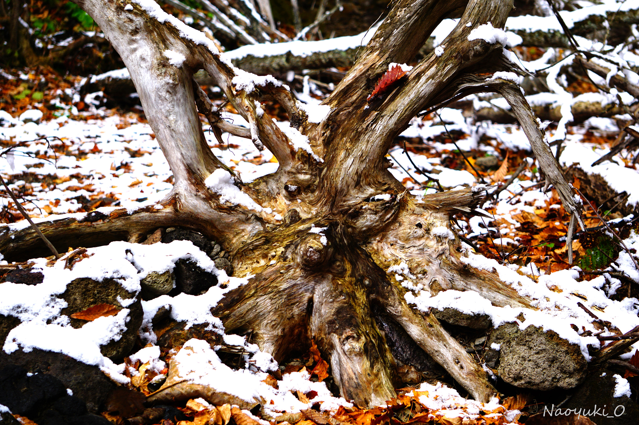 Sony a5100 sample photo. Wood photography