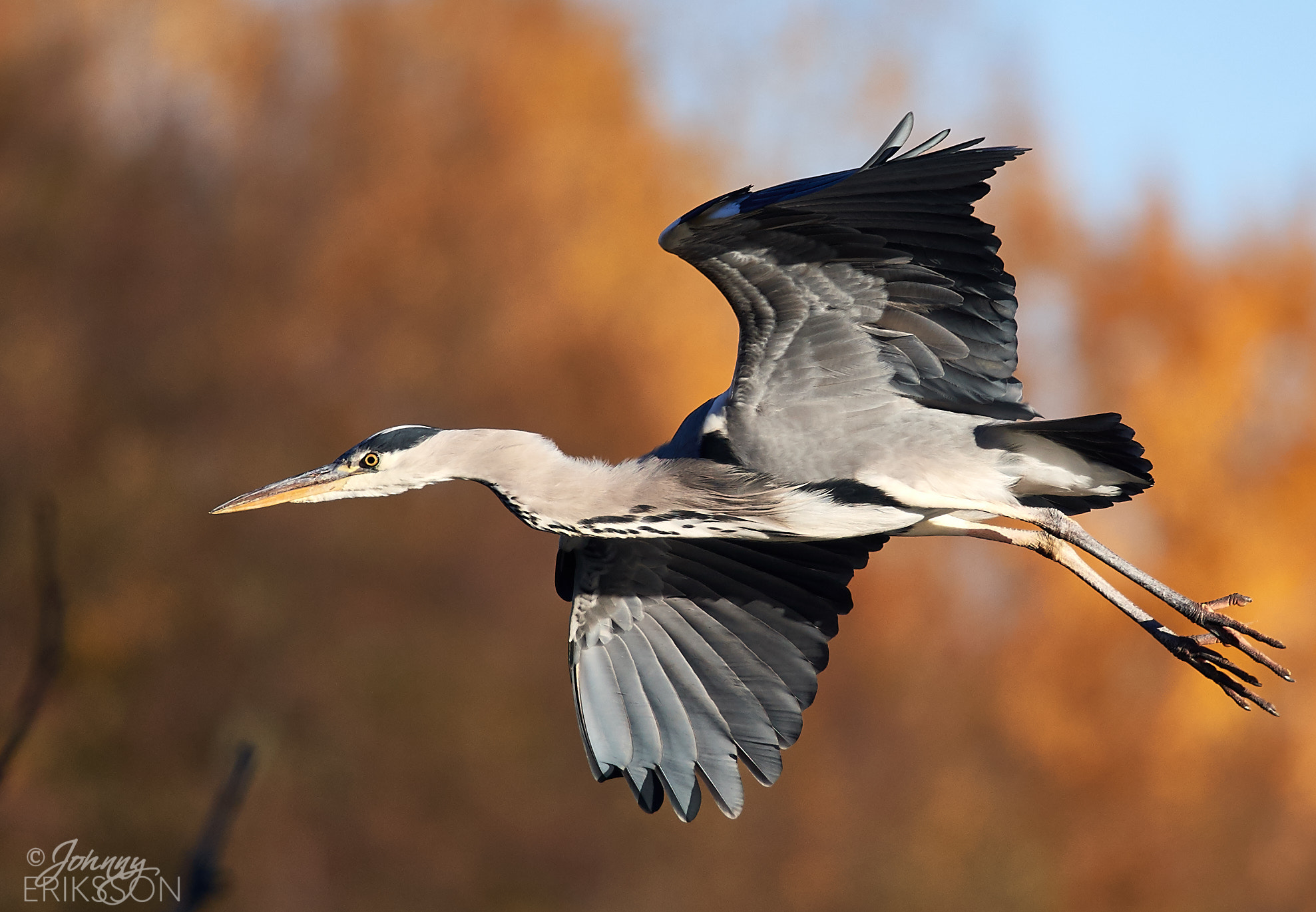Nikon AF-S Nikkor 300mm f/4E PF ED VR sample photo. Heron moving south photography