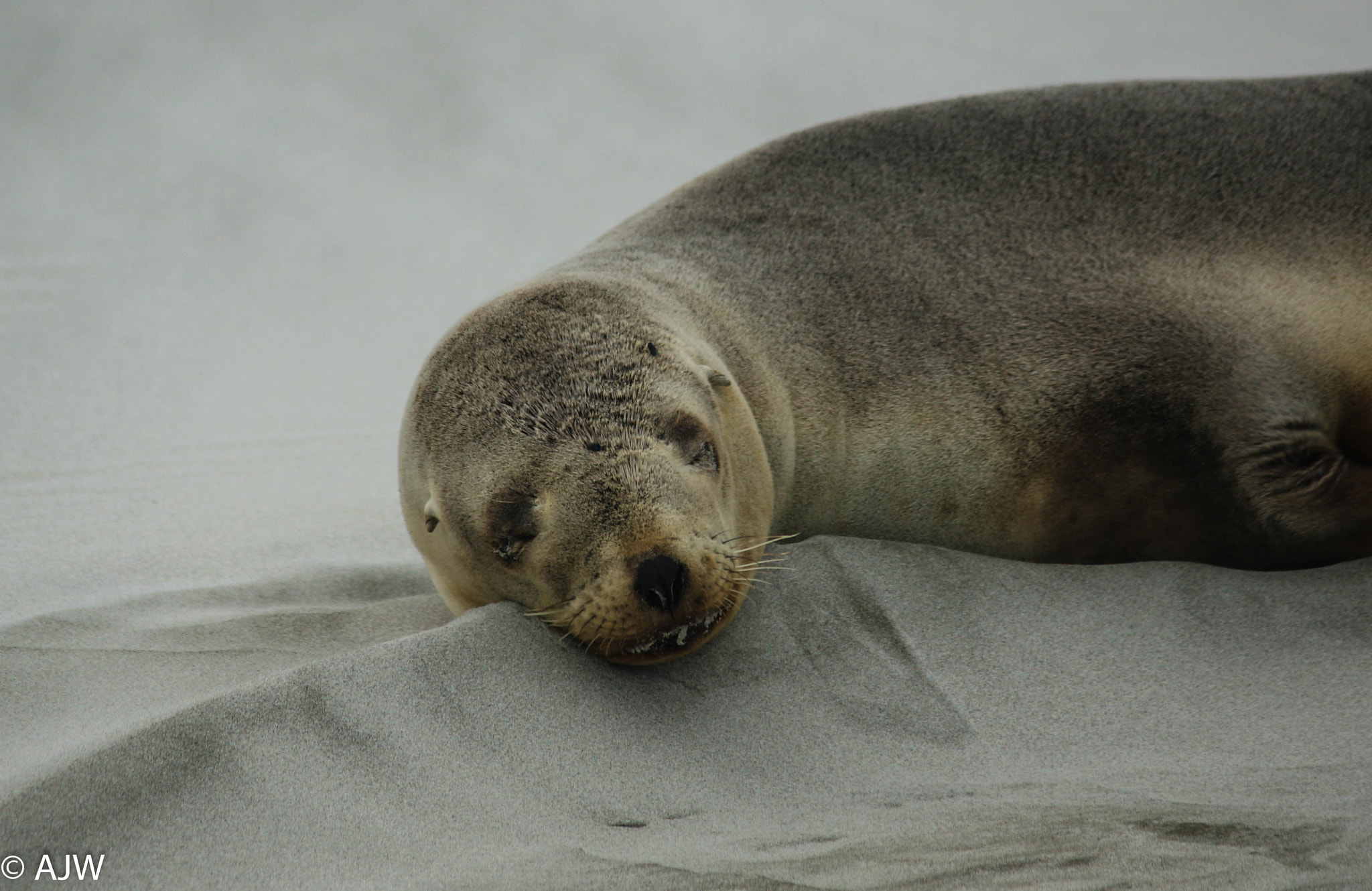 Canon EF-S 55-250mm F4-5.6 IS II sample photo. Sand pillow photography