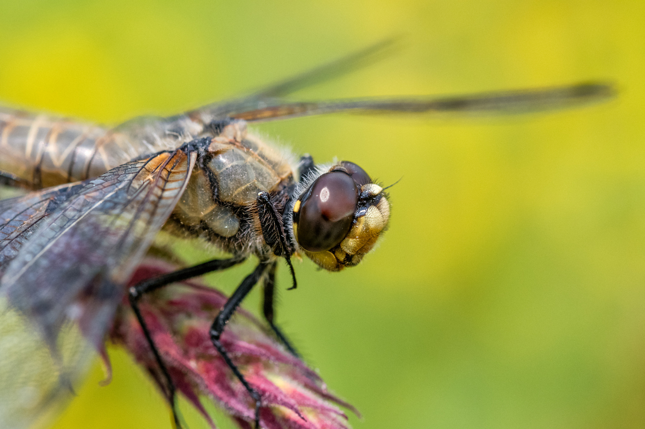 Sigma 105mm F2.8 EX DG OS HSM sample photo. Four-spotted chaser photography