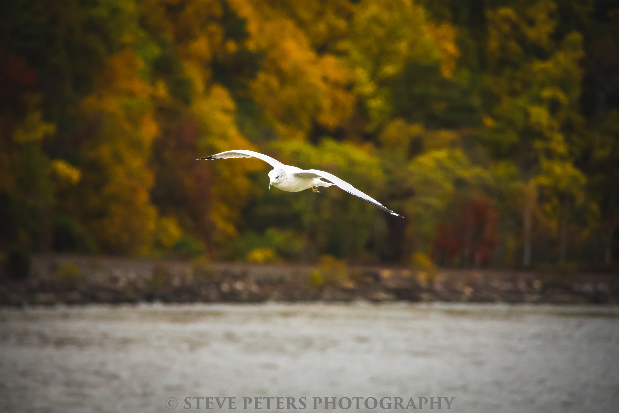 Sony SLT-A77 sample photo. Fall seagull photography