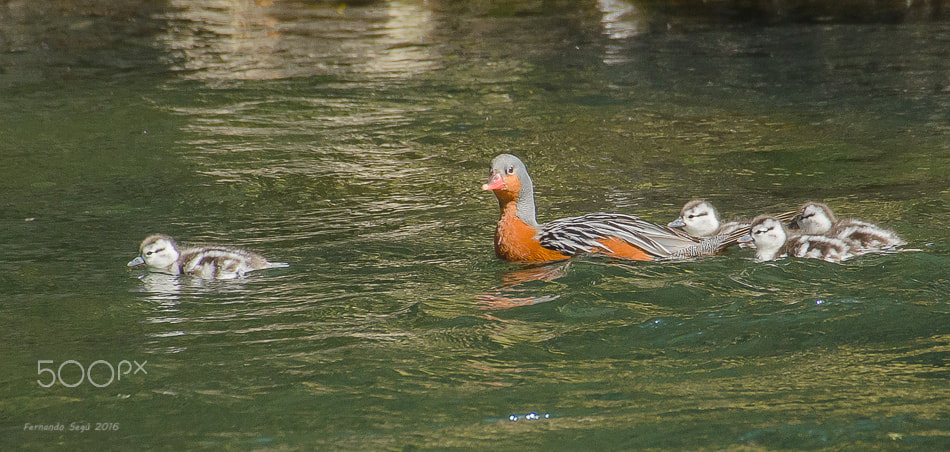 Sigma 50-500mm F4.5-6.3 DG OS HSM sample photo. Torrent duck photography