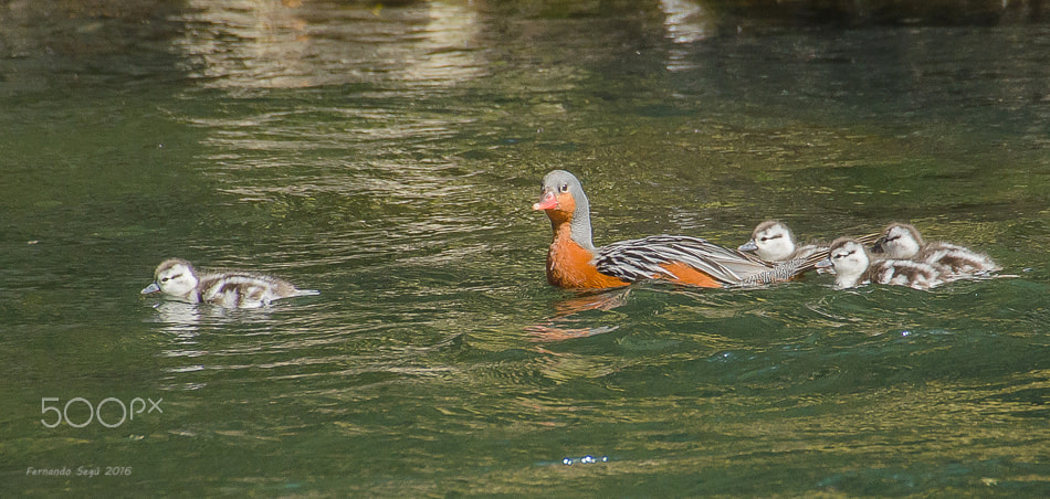 Nikon D7000 + Sigma 50-500mm F4.5-6.3 DG OS HSM sample photo. Torrent duck photography