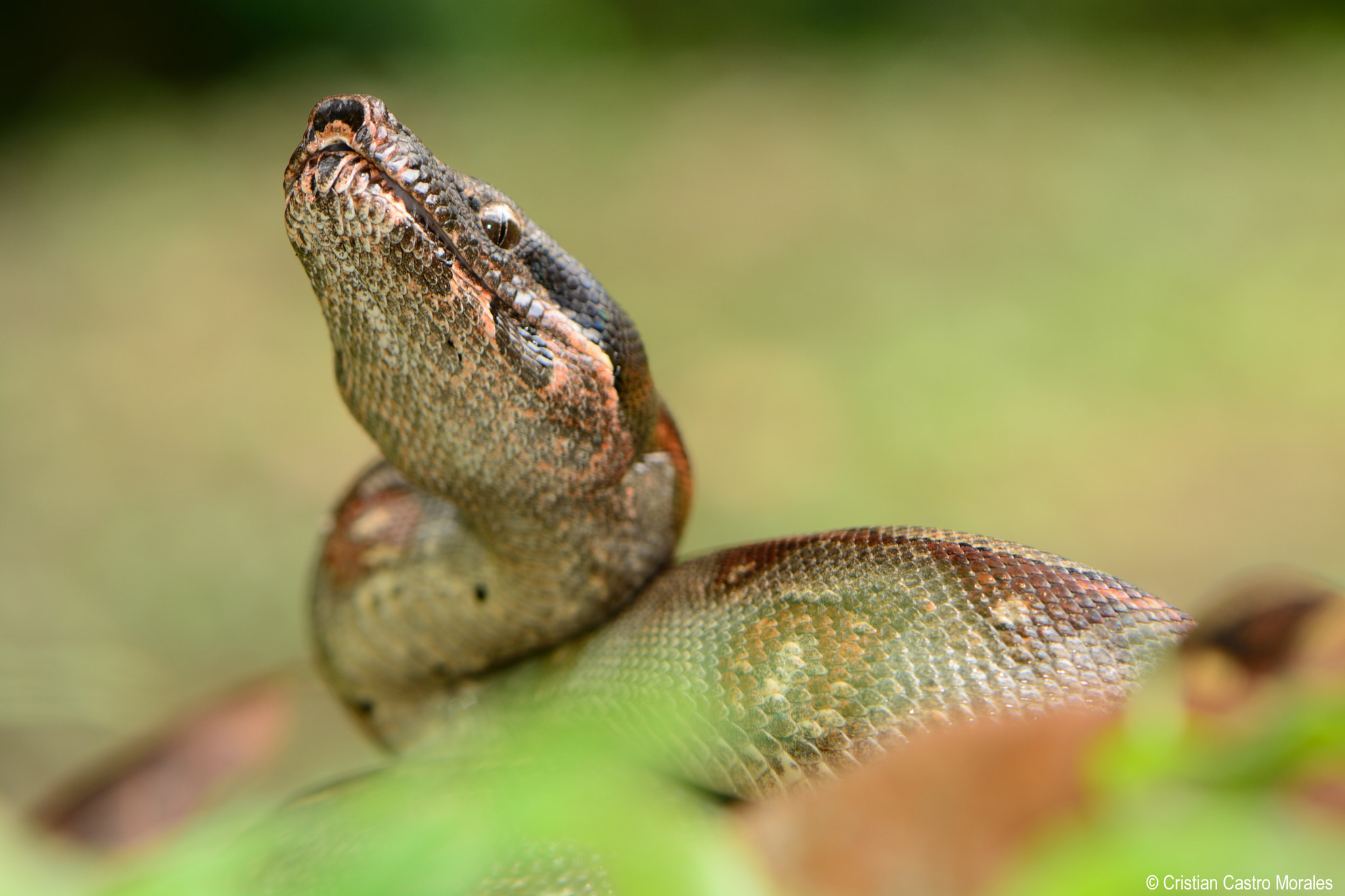 Nikon AF-S DX Micro-Nikkor 85mm F3.5G ED VR sample photo. Boa constrictor (linnaeus, 1758) photography