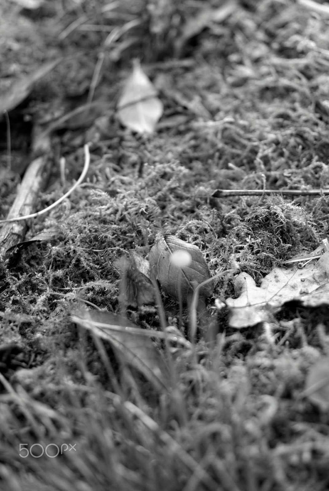 Pentax K10D + Pentax smc DA 35mm F2.4 AL sample photo. Fall in longueval (picardy) photography