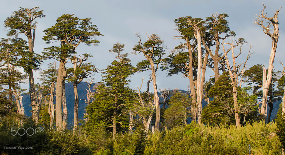 Sigma 50-500mm F4.5-6.3 DG OS HSM sample photo. Old "coihues" in the volcano slope. photography