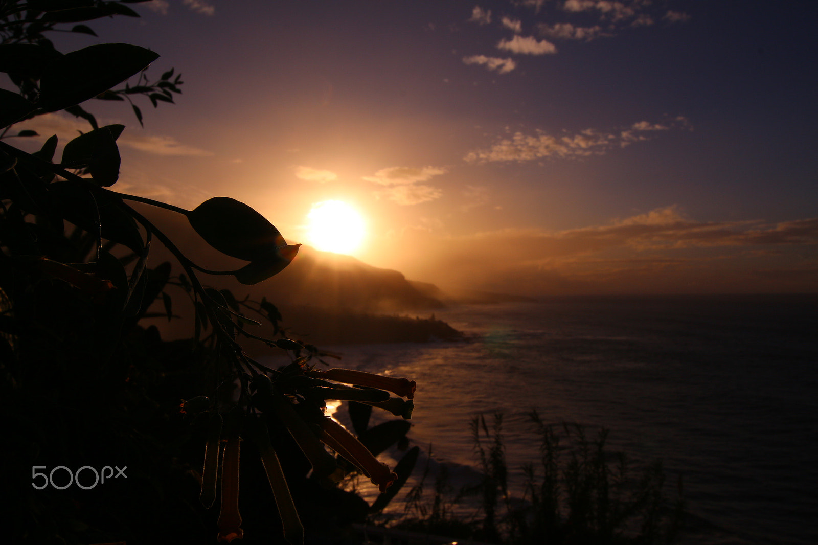 Sigma 10-20mm F3.5 EX DC HSM sample photo. Sunset flowers photography