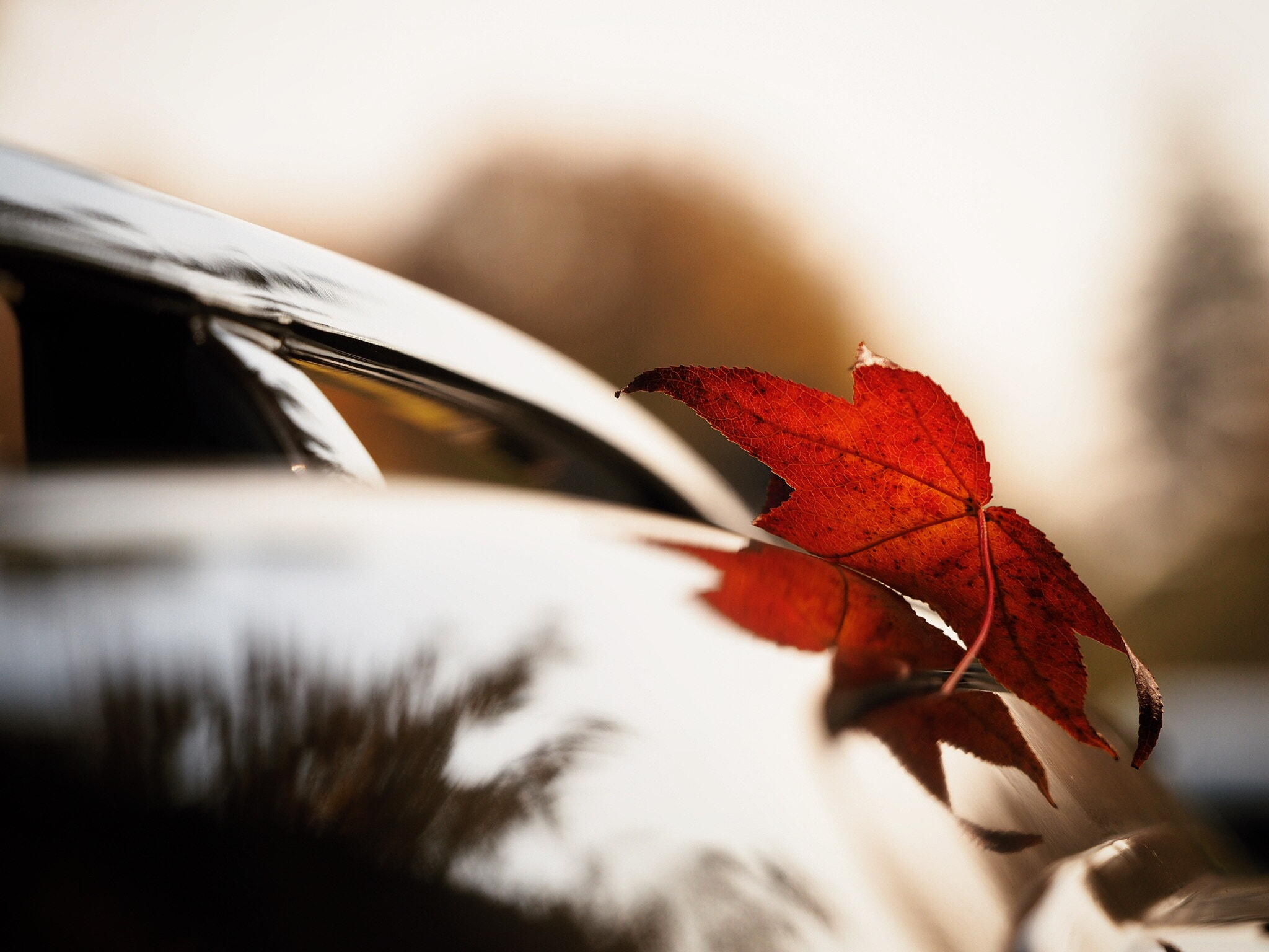 Olympus PEN E-PL7 sample photo. Dead leaves have fallen on top of my car photography