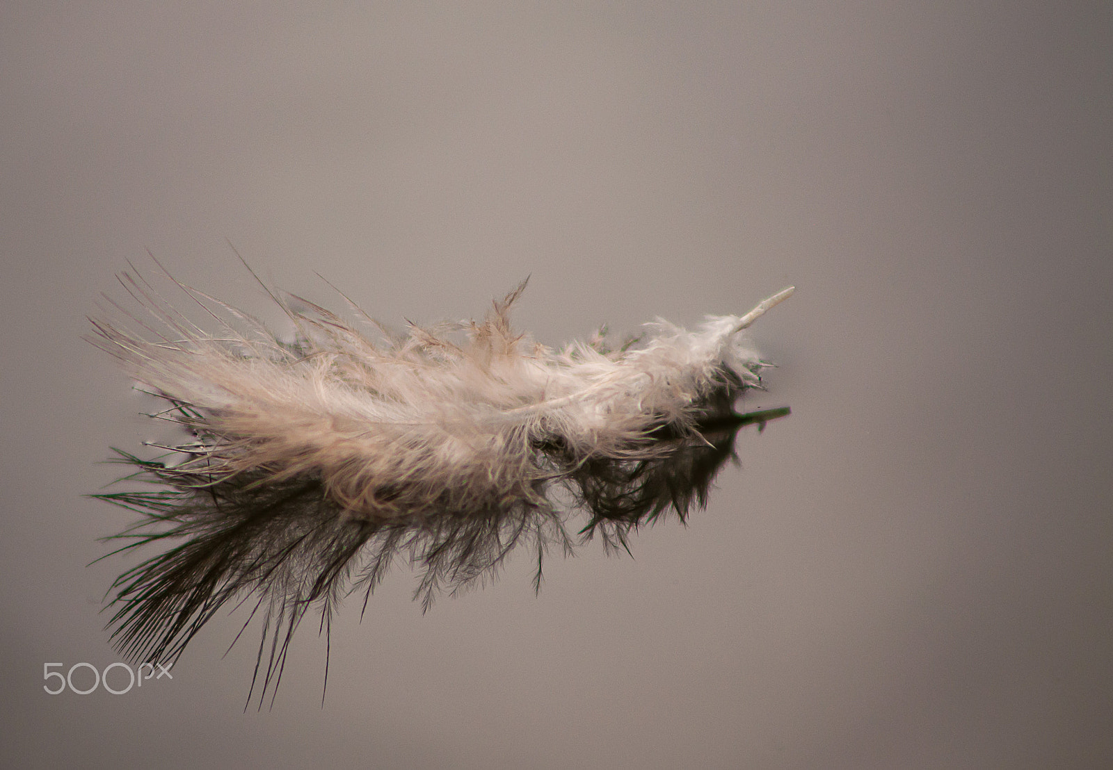 Nikon D90 sample photo. Feather photography