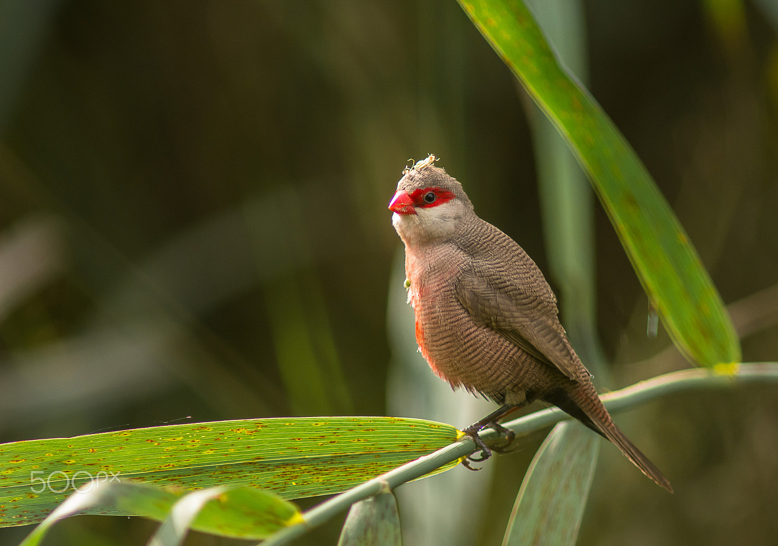 AF Nikkor 300mm f/4 IF-ED sample photo. Estrilda astrild photography