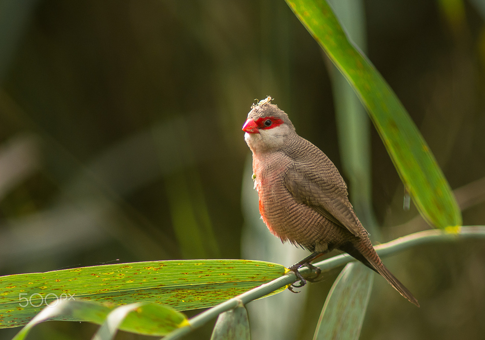 Nikon D7100 + AF Nikkor 300mm f/4 IF-ED sample photo. Estrilda astrild photography