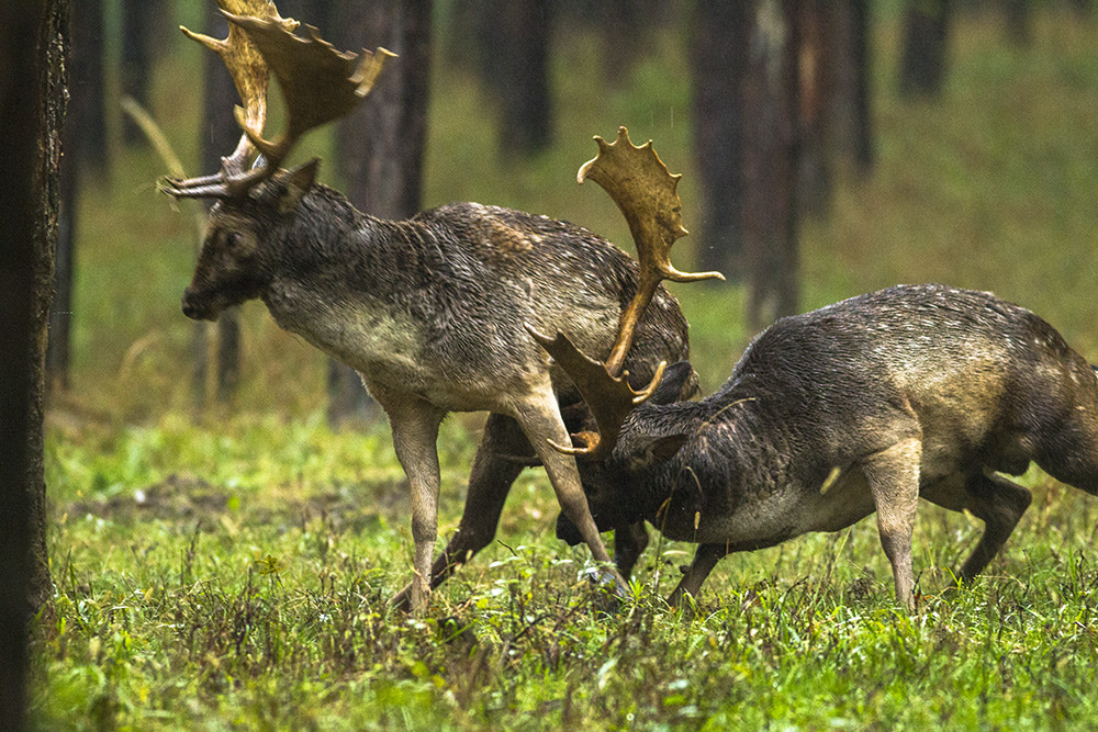 Canon EOS-1D Mark IV sample photo. Fighting fallow deer stags photography