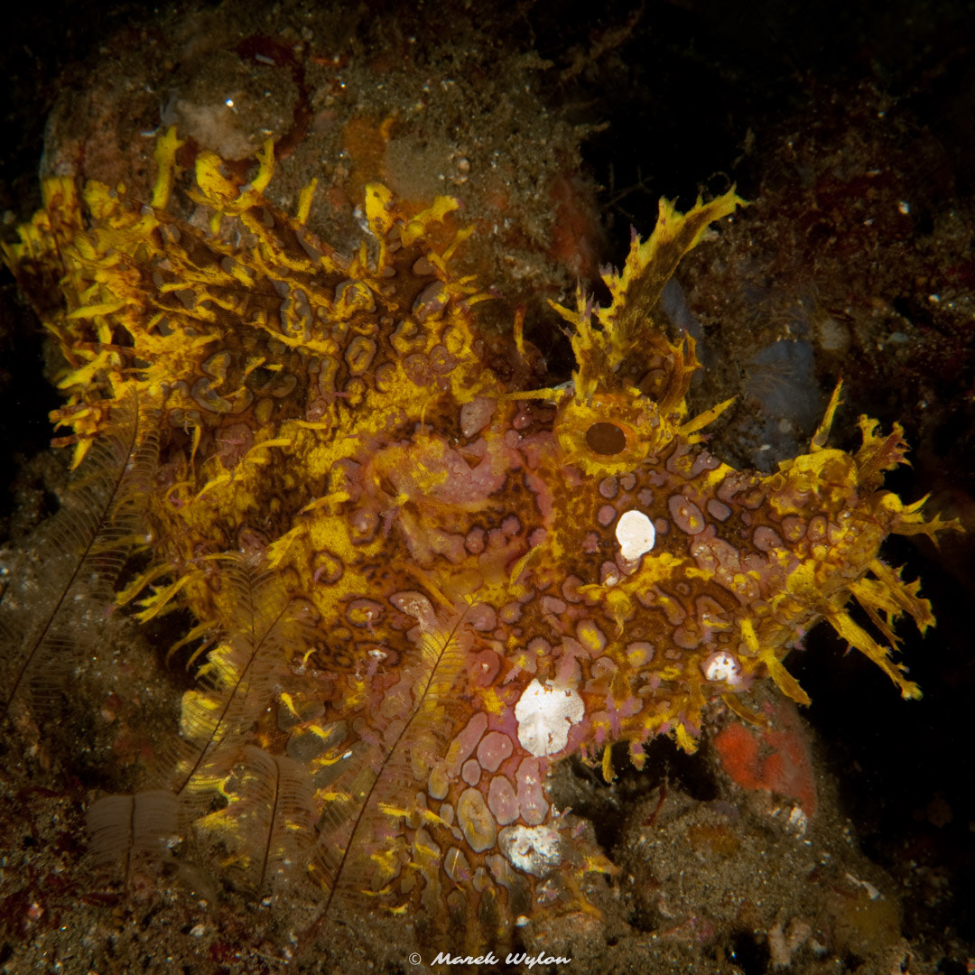 Nikon AF-S Micro-Nikkor 60mm F2.8G ED sample photo. Scorpionfish | raja ampat | 2009.10.21 photography