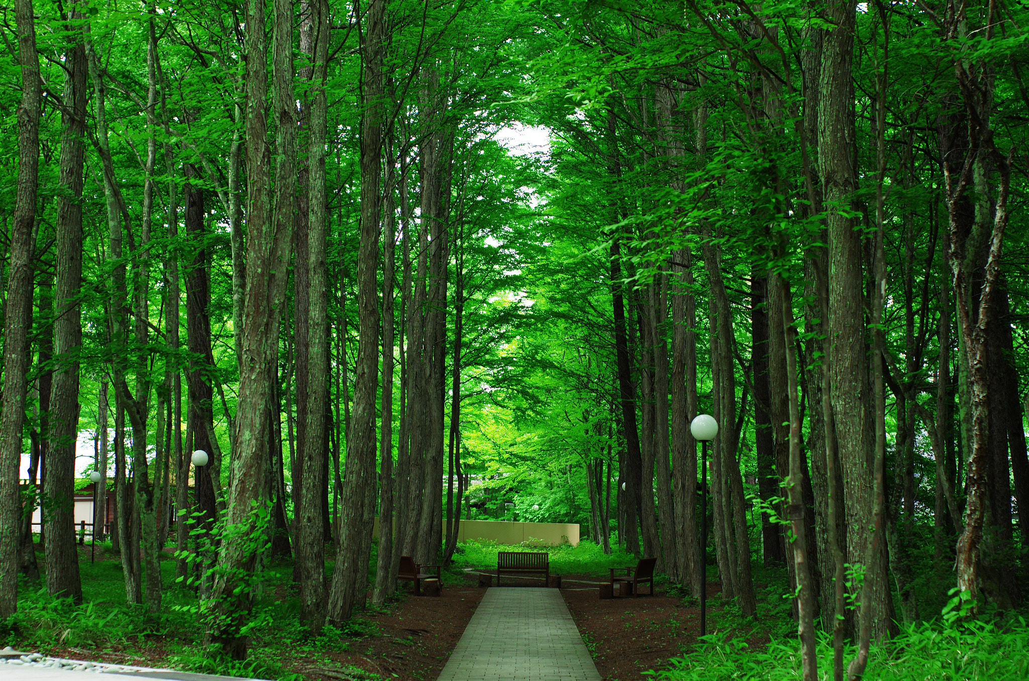 Pentax K-5 II + Pentax smc FA 43mm F1.9 Limited sample photo. Usual perspective, unusual karuizawa photography