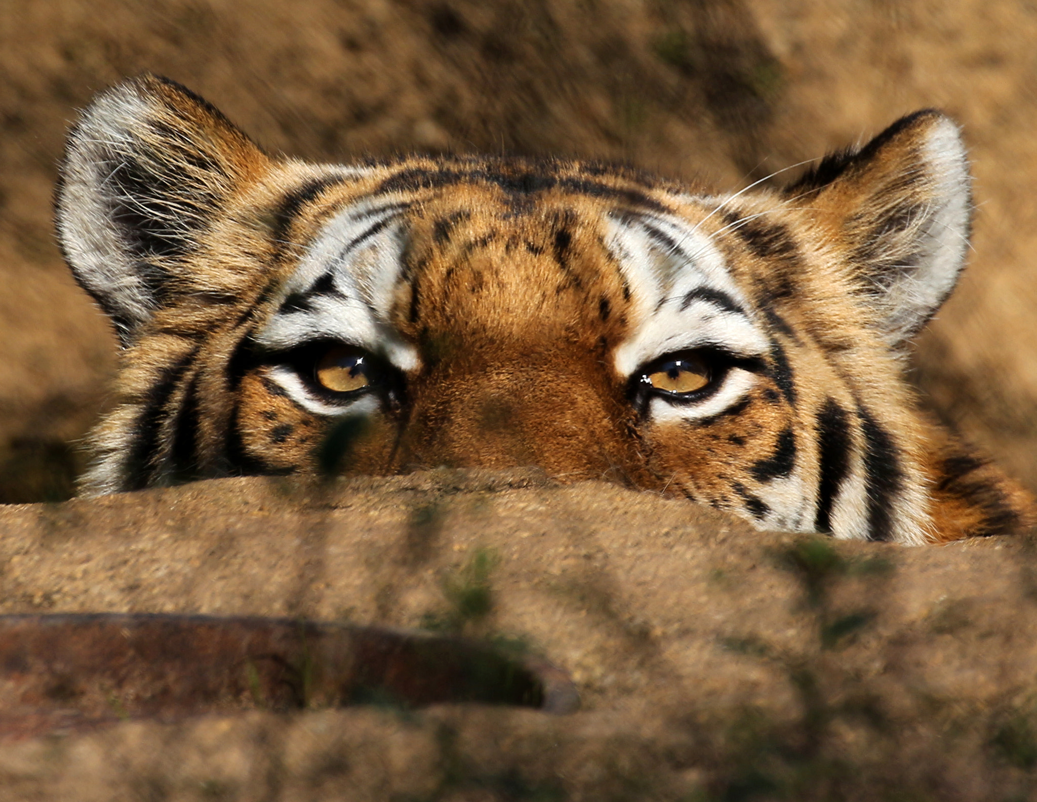 Canon EOS 700D (EOS Rebel T5i / EOS Kiss X7i) sample photo. Eyes of the tiger photography