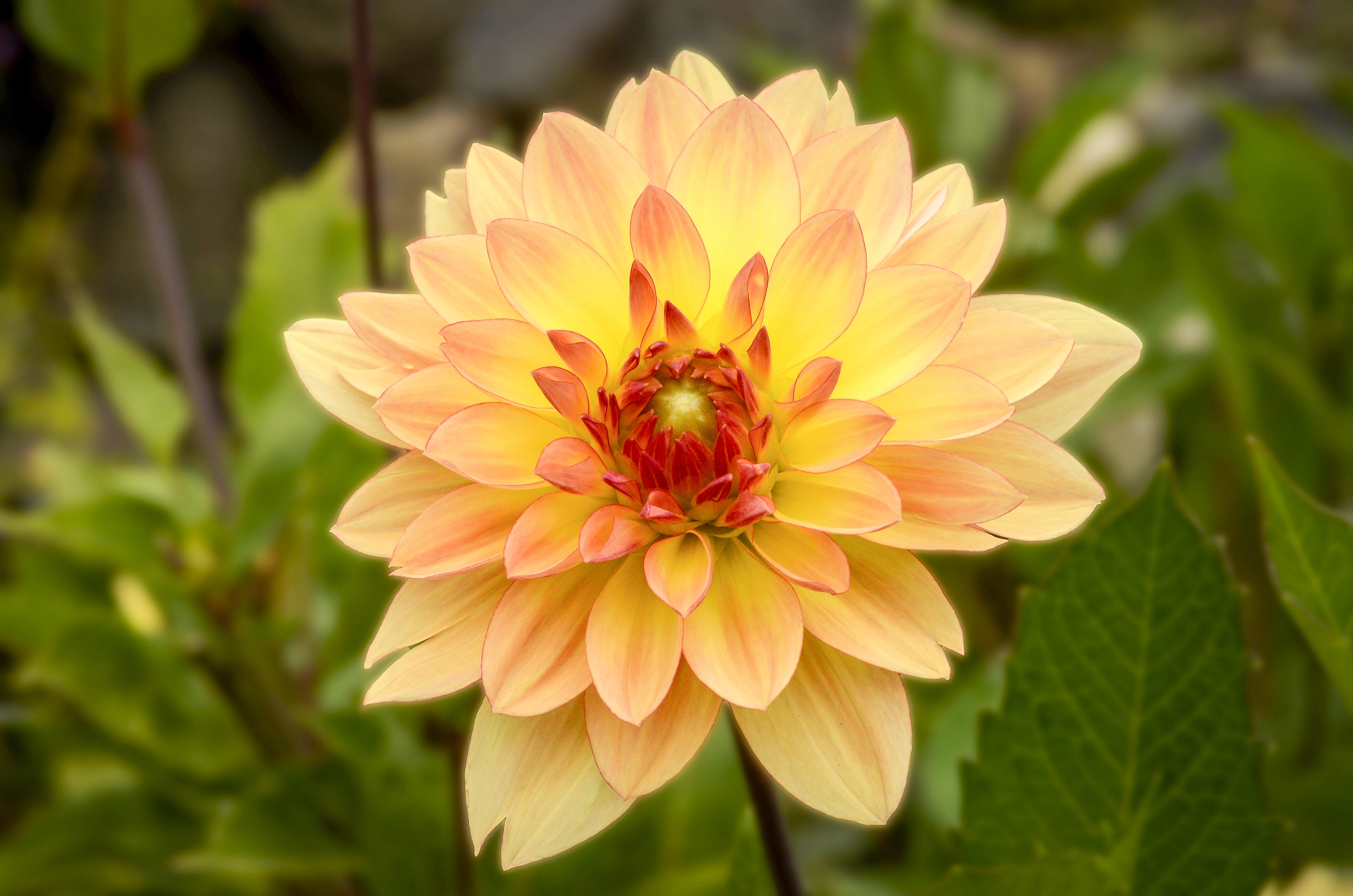 Nikon D7000 + Nikon AF Micro-Nikkor 60mm F2.8D sample photo. Dahlia 2016 photography