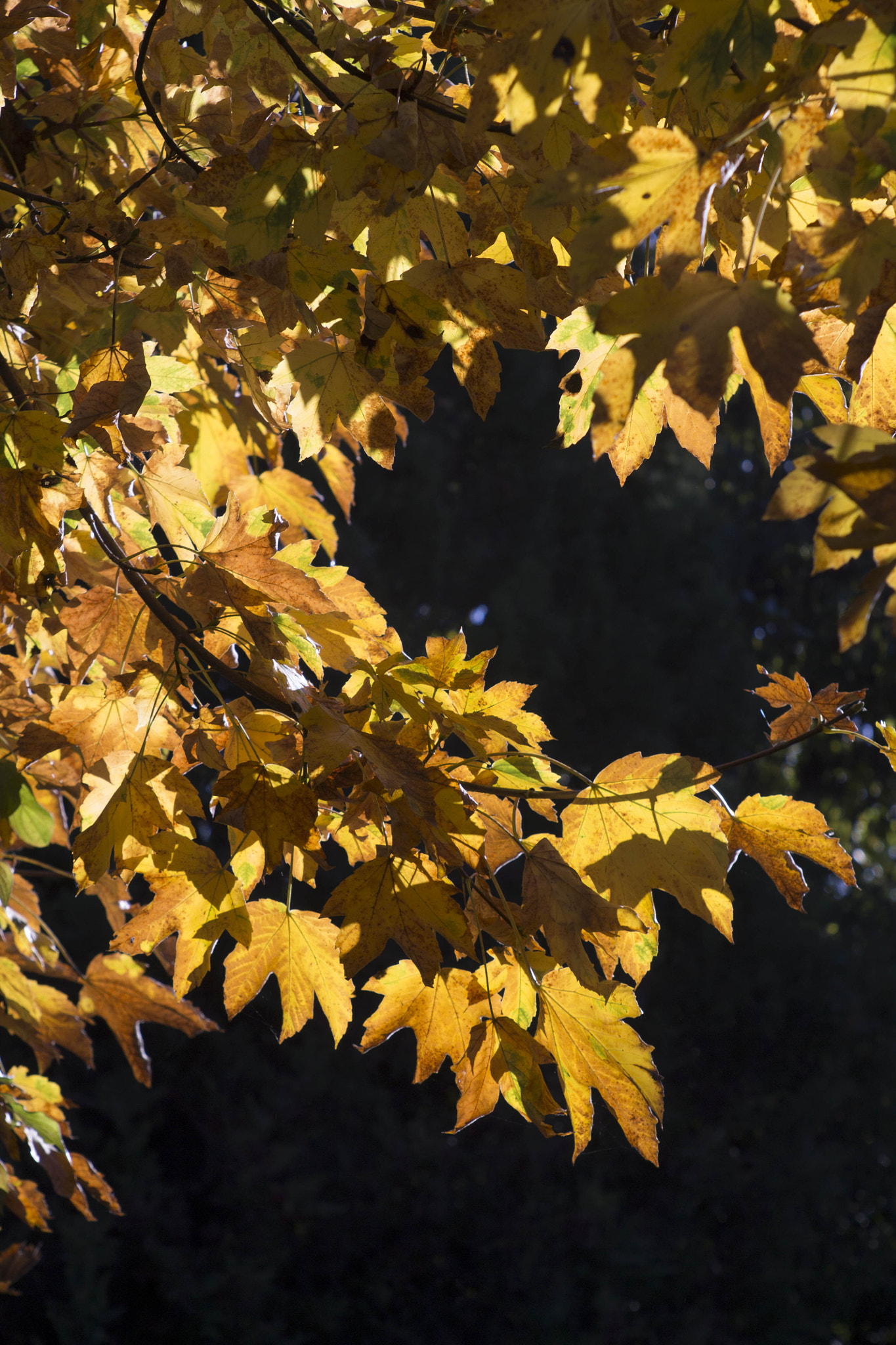 Canon EF 35-80mm f/4-5.6 sample photo. Duel of light and shadow photography