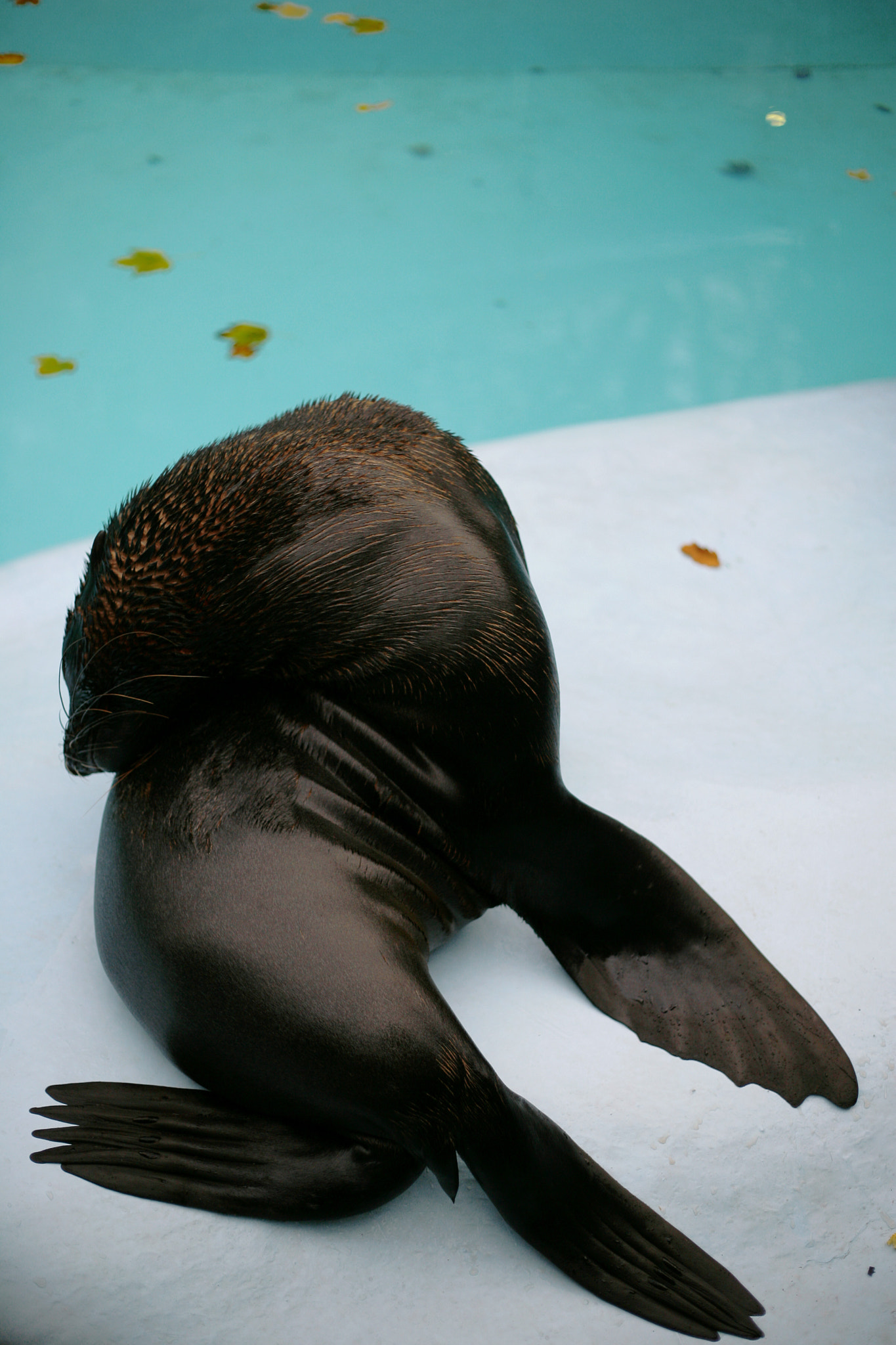 Canon EOS-1Ds Mark II sample photo. Seal photography