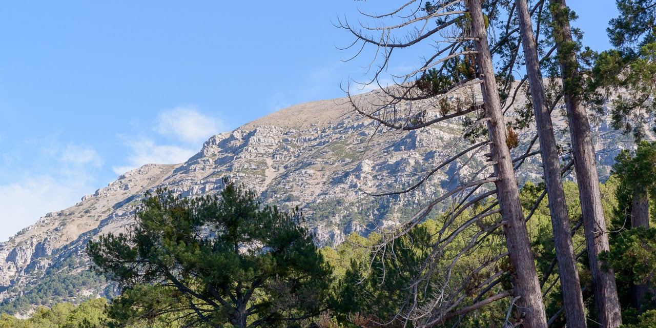AF Zoom-Nikkor 28-105mm f/3.5-4.5D IF sample photo. Sequoia trees photography