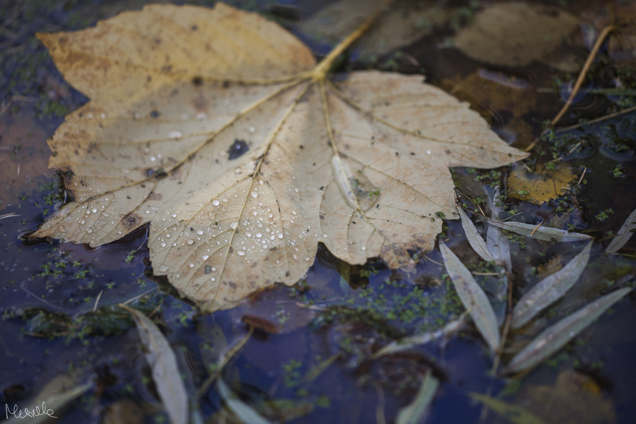 Sigma APO Macro 150mm f/2.8 EX DG HSM sample photo. Good place for a bad time photography